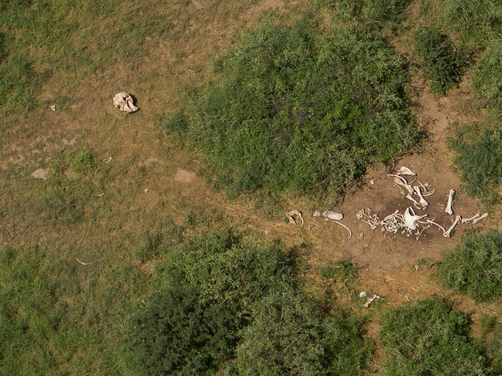 Aerial view of a dead elephant carcass and scattered bones in a dry, grassy landscape.