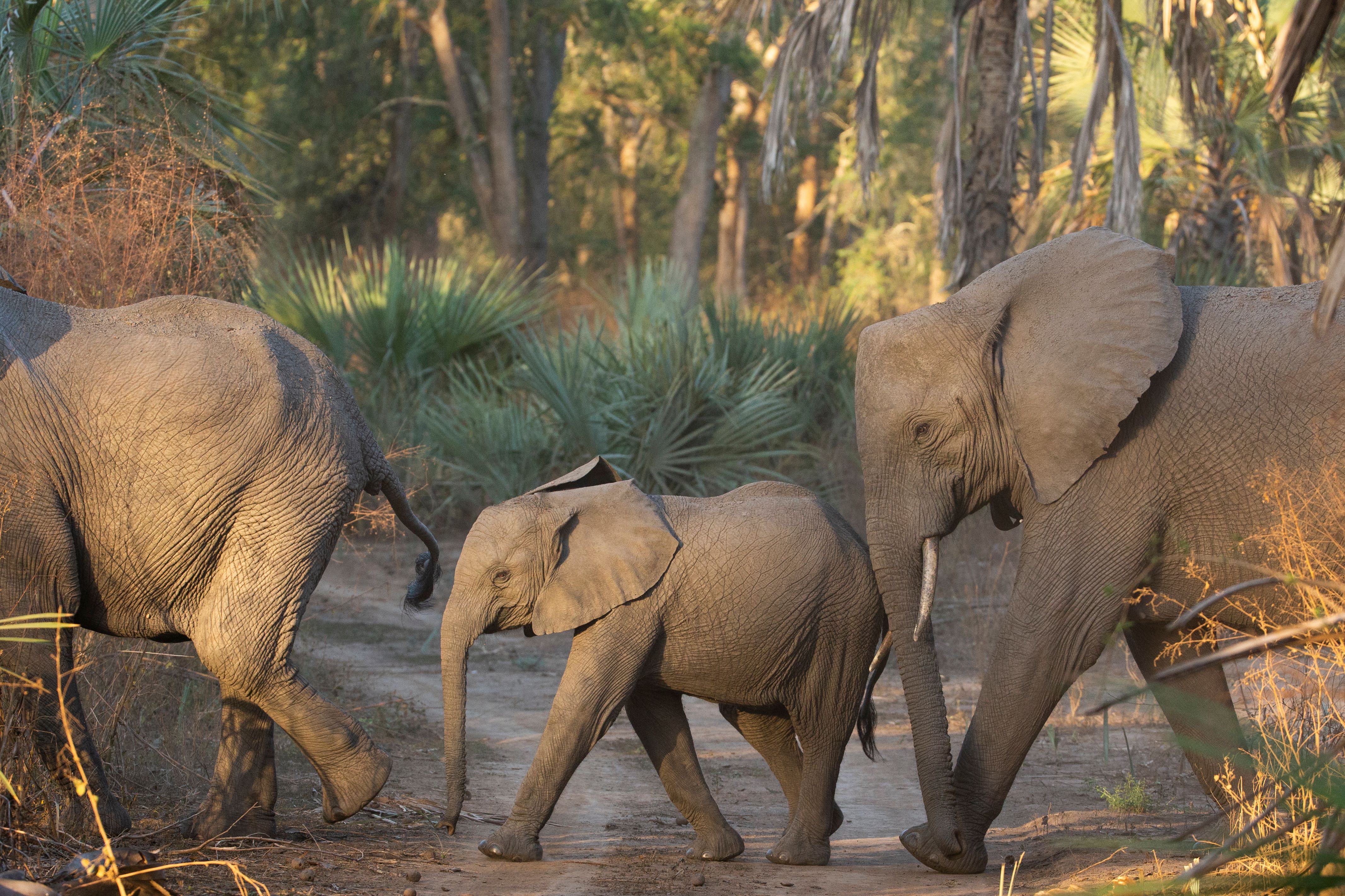 Three elephants, including a calf, walk single file on a dirt path through a sunlit forest.