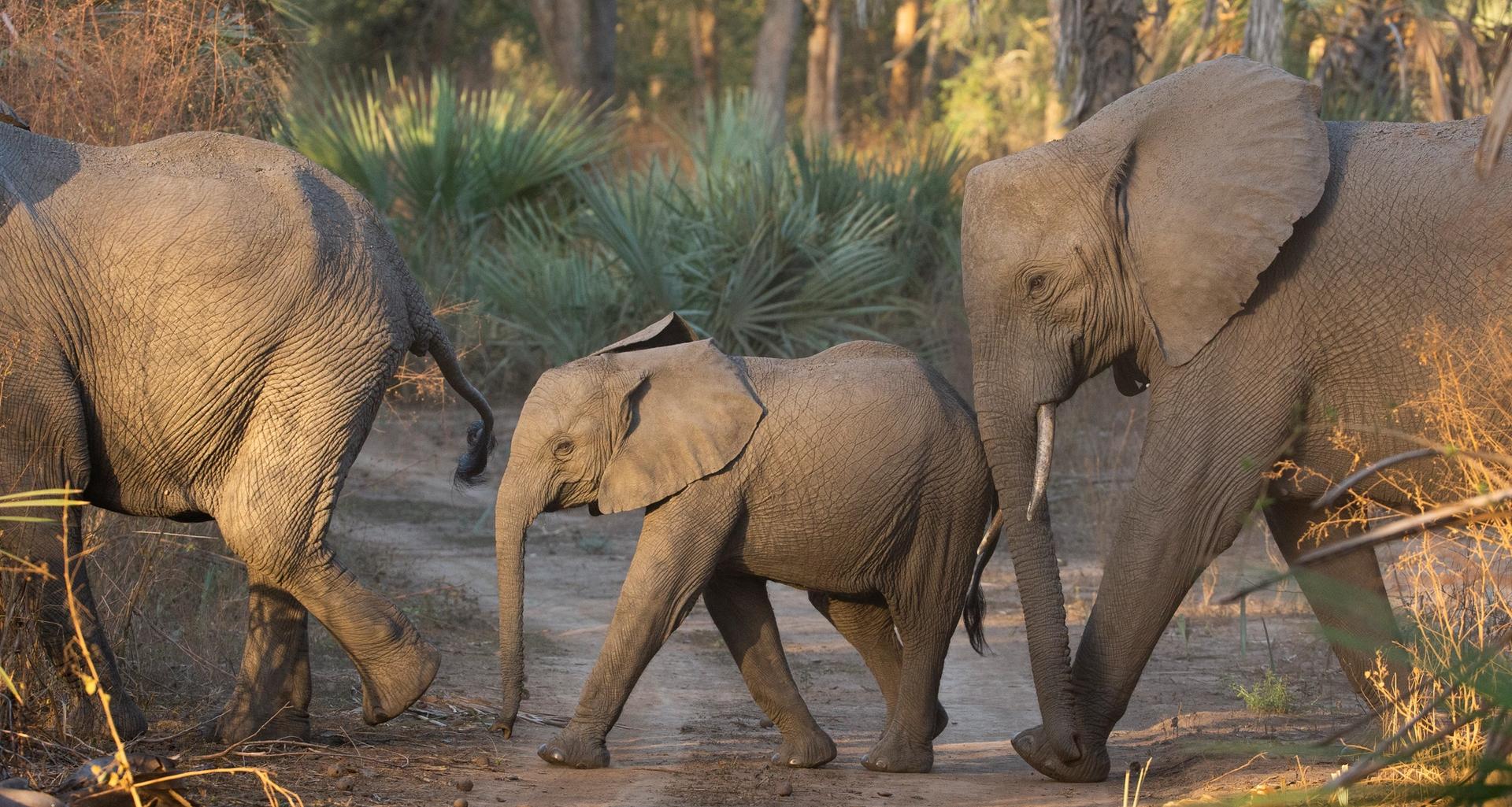 Three elephants, including a calf, walk single file on a dirt path through a sunlit forest.