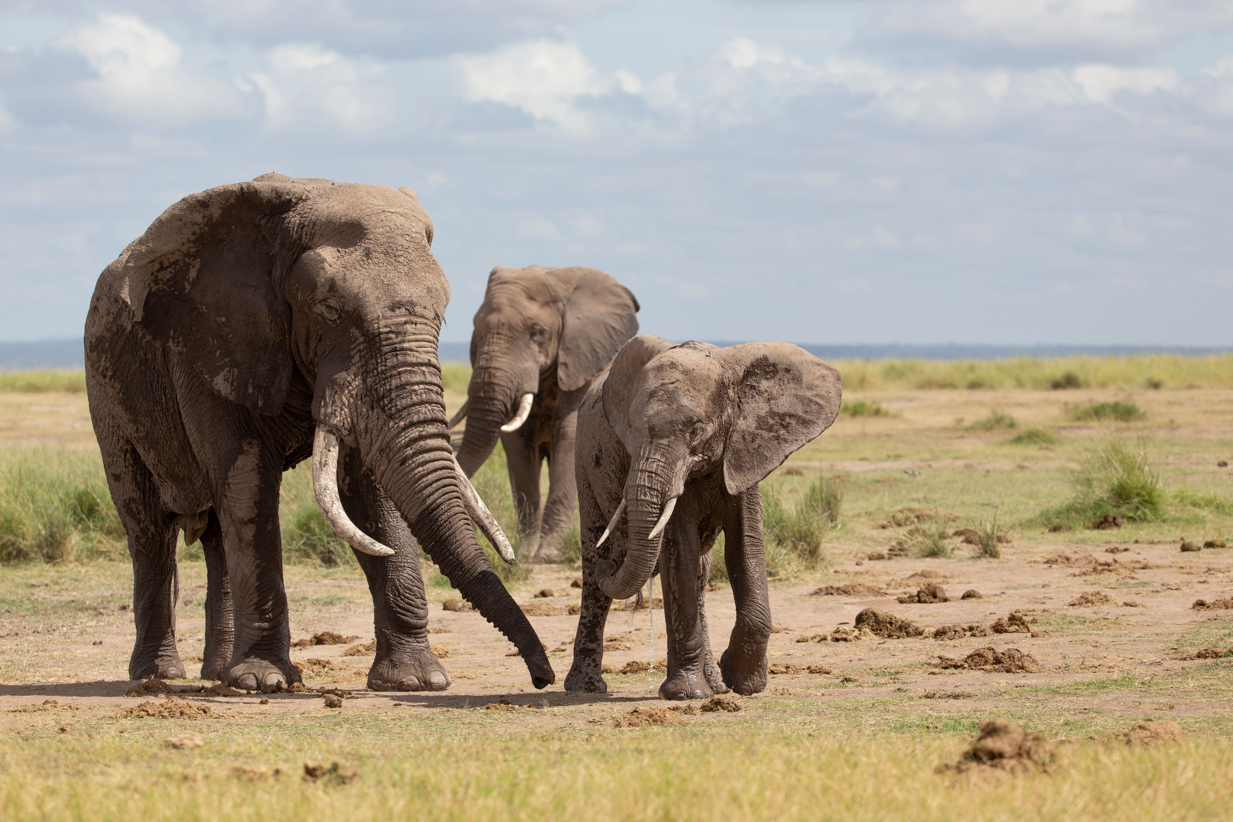 Learning Courtship Behavior