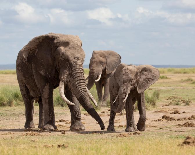 Learning Courtship Behavior