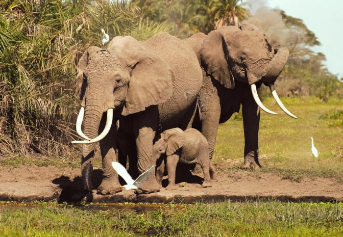 Studying Echo’s Family & Founding ElephantVoices