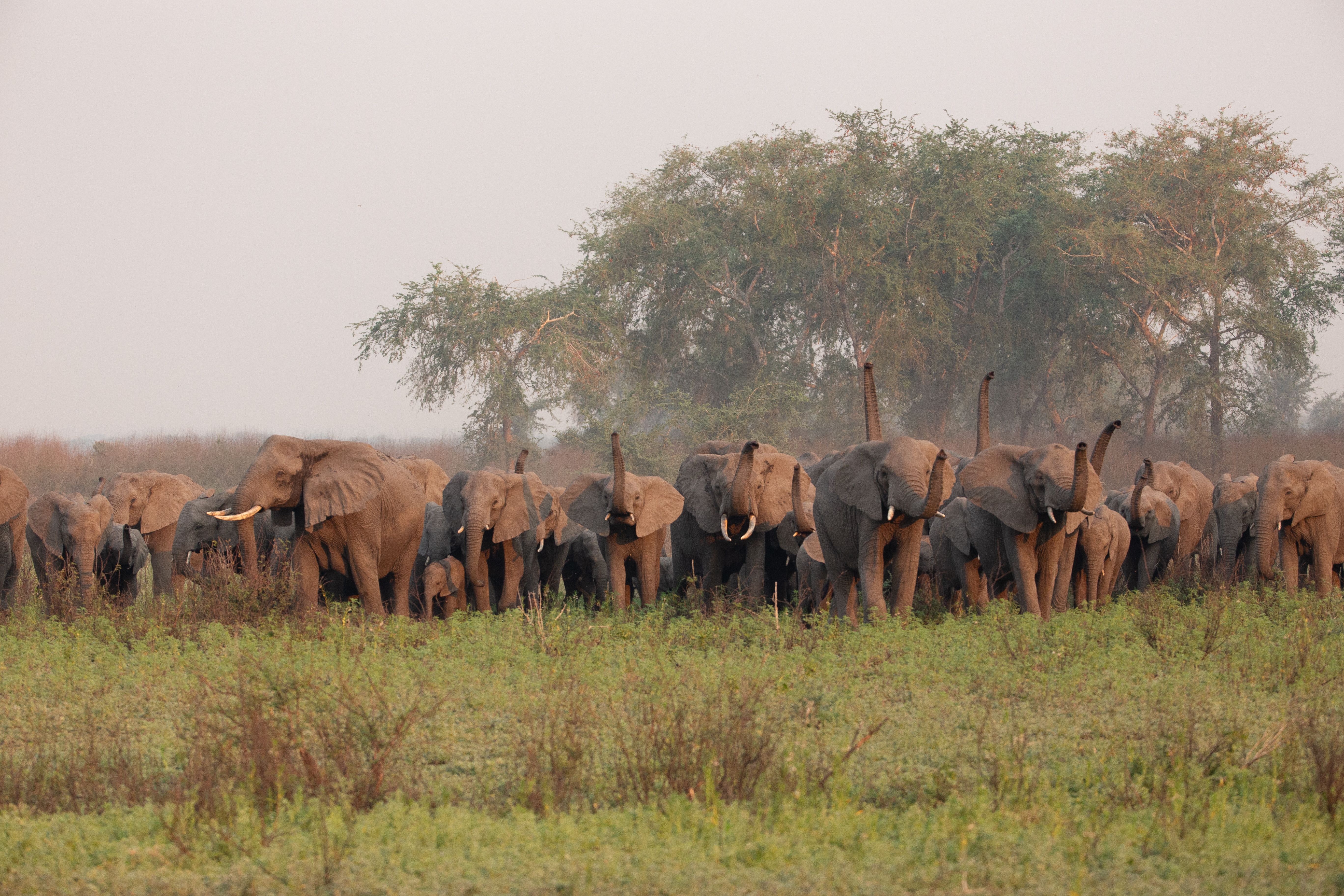 Gorongosa elephants raise their trunks in a periscope toward a perceived threat