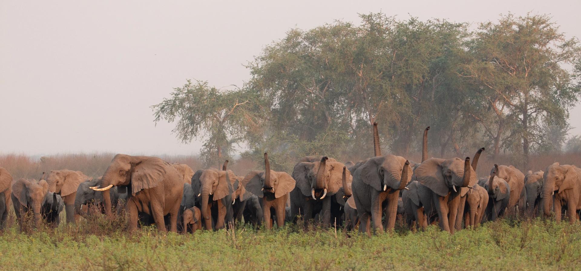 A large herd of elephants, some with raised trunks, in a grassy savanna under a hazy sky.