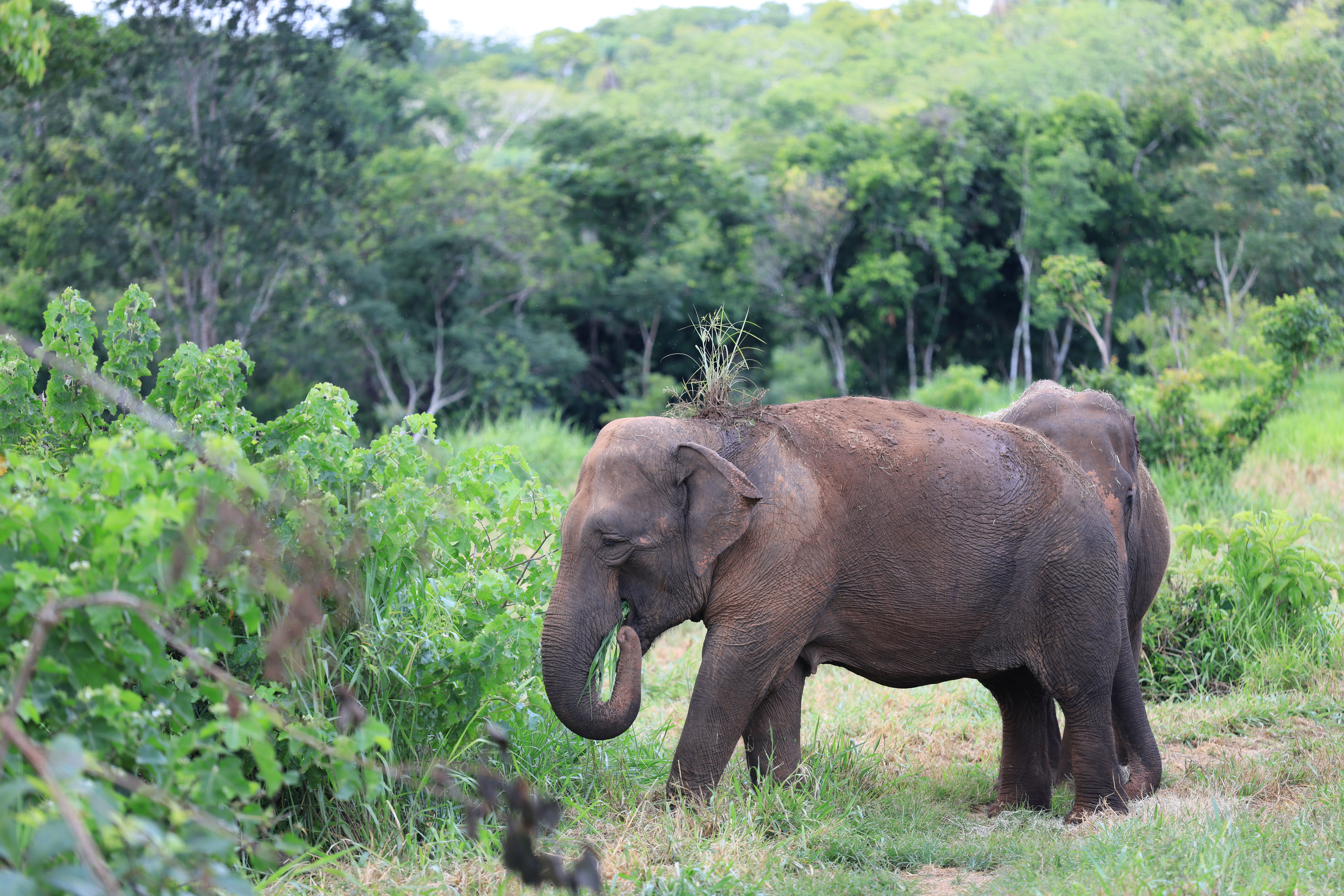 Two Asian elephants grazing in a lush green forest clearing in Elephant Sanctuary Brazil