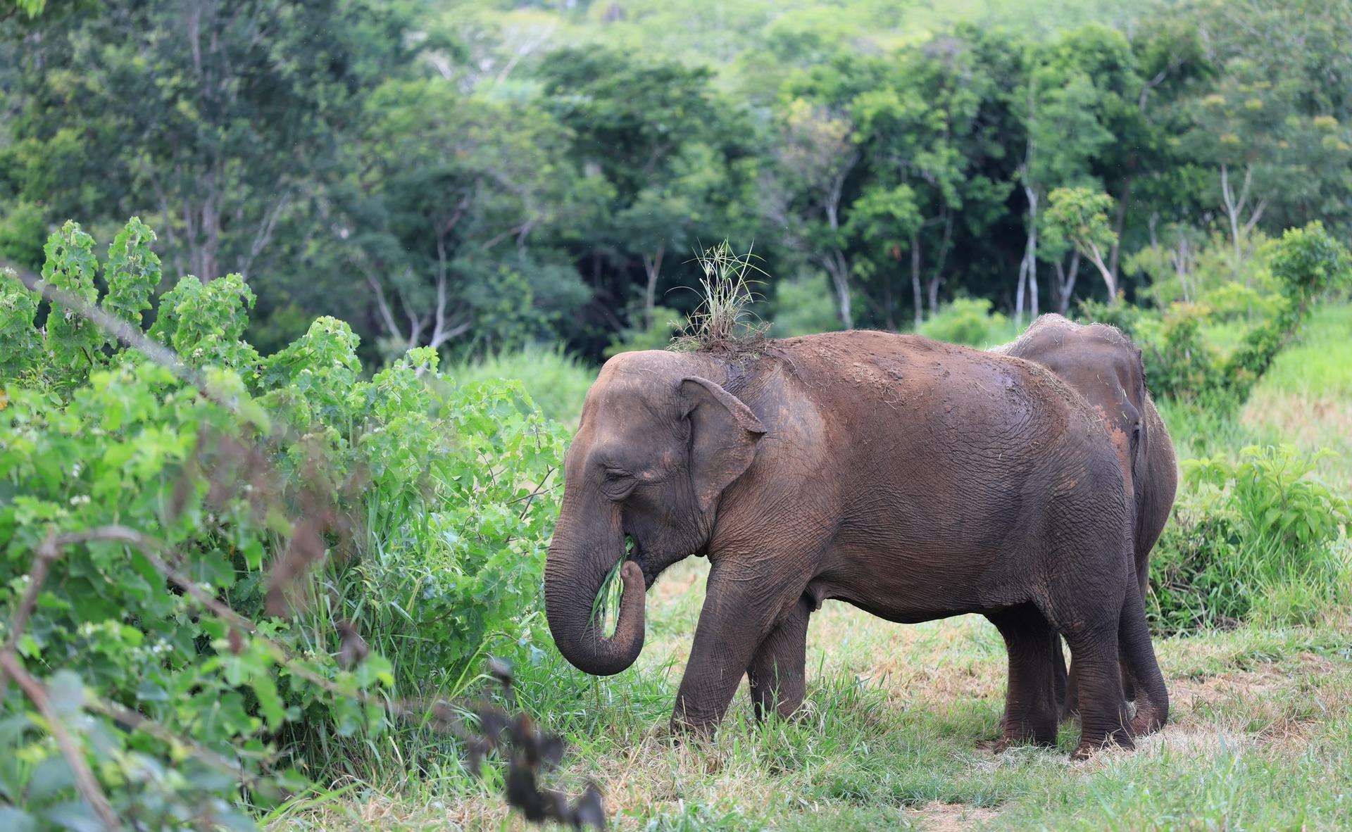 Two elephants stand in tall green grass in a forest.