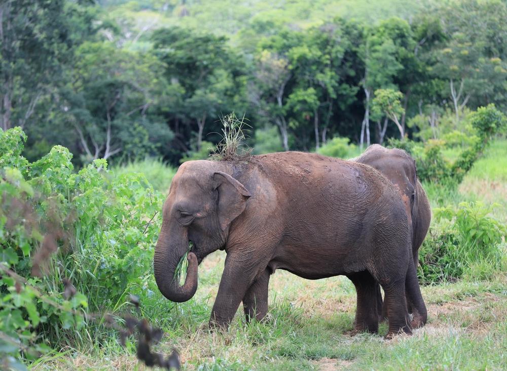 Two Asian elephants grazing in a lush green forest clearing in Elephant Sanctuary Brazil