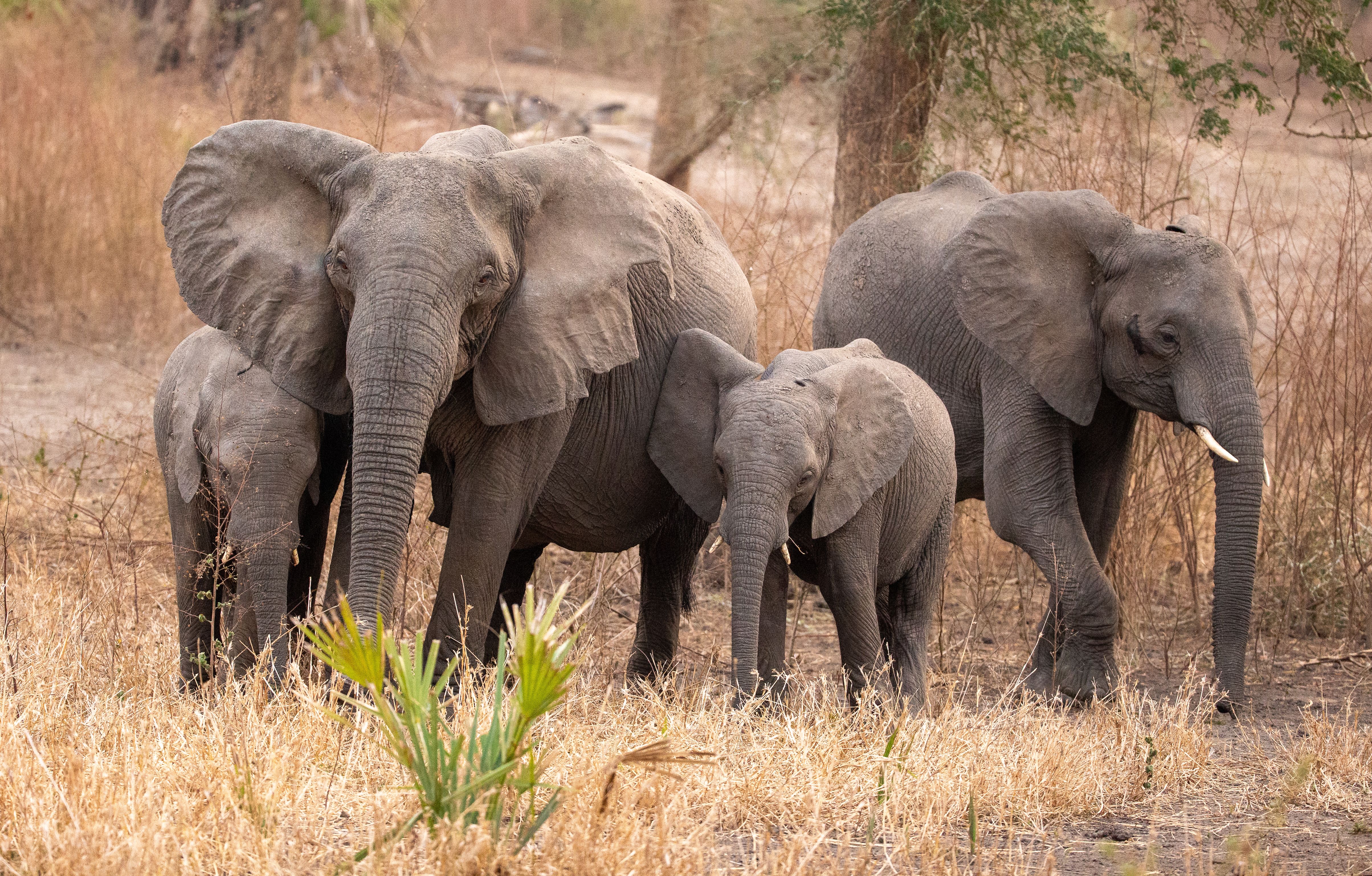Gorongosa Elephant Families & Clans