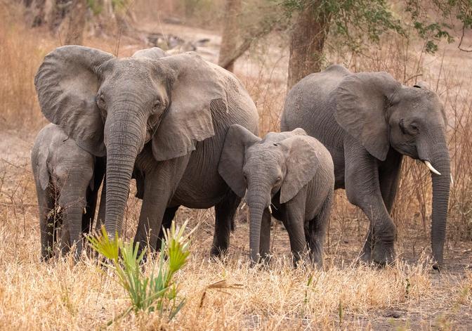 Gorongosa Elephant Families & Clans