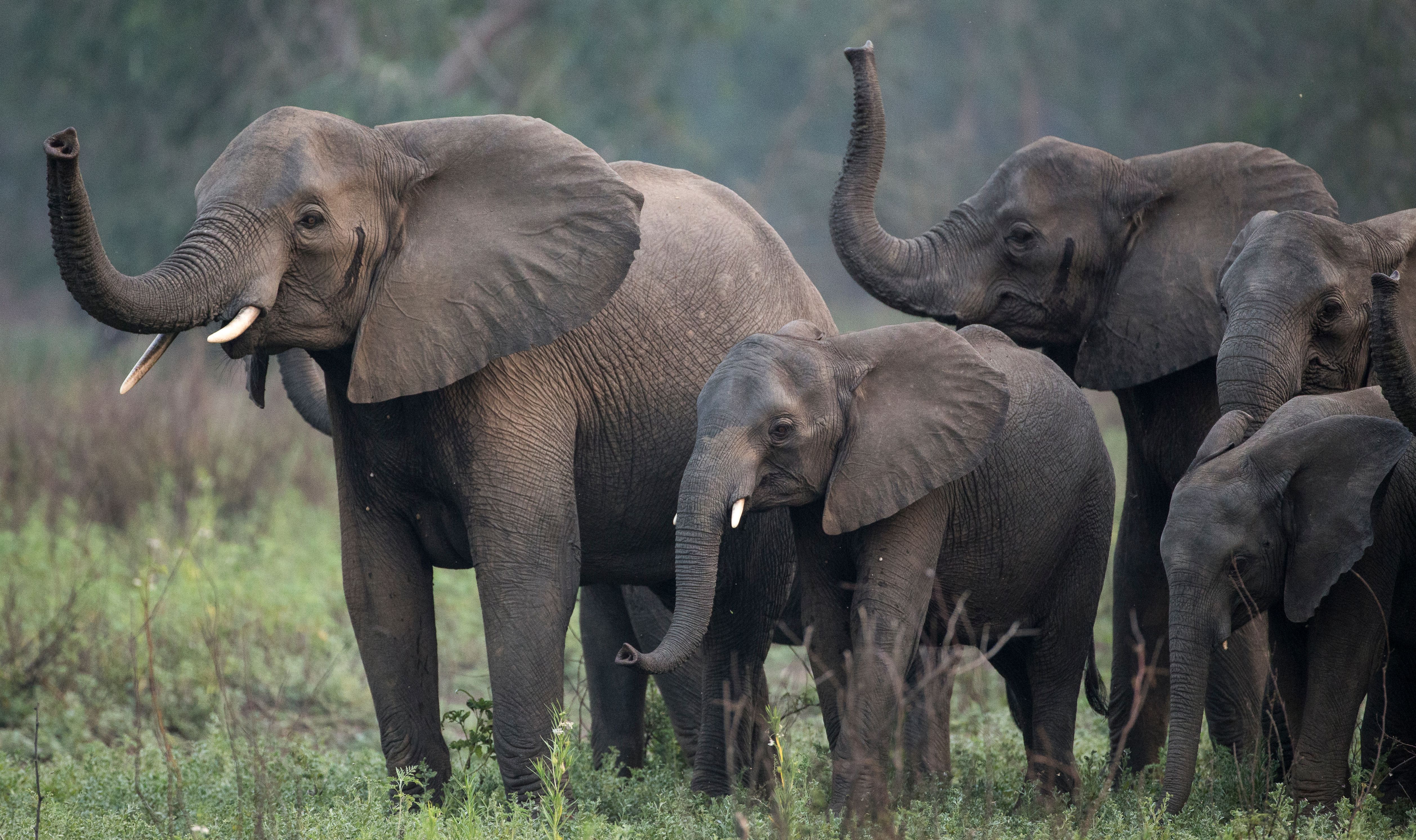 A family of elephants in a grassy field raising their trunks.