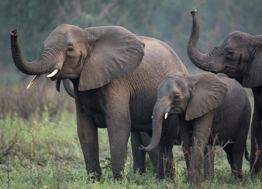 A family of elephants in a grassy field raising their trunks.