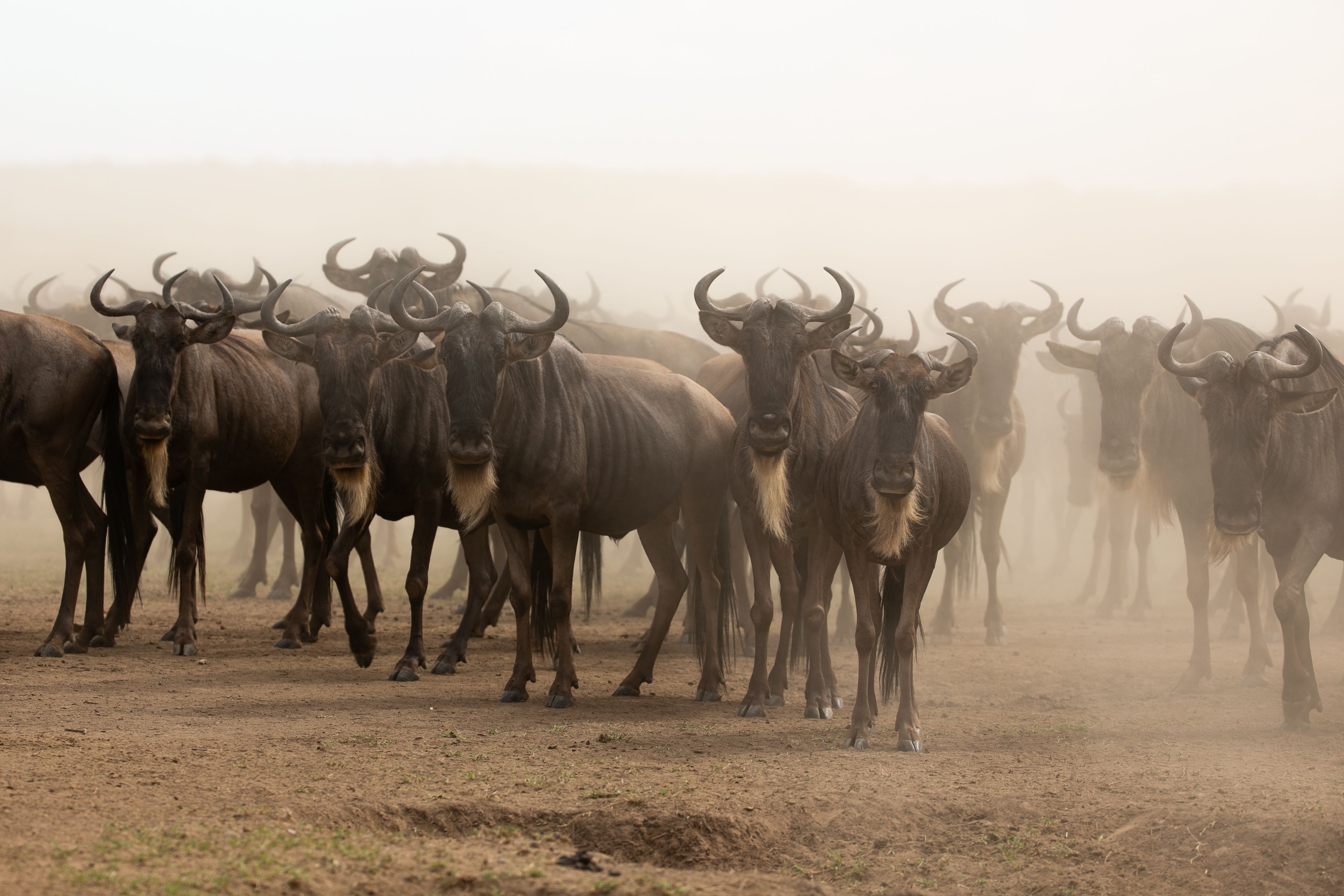 A herd of wildebeest stands in a dusty haze.