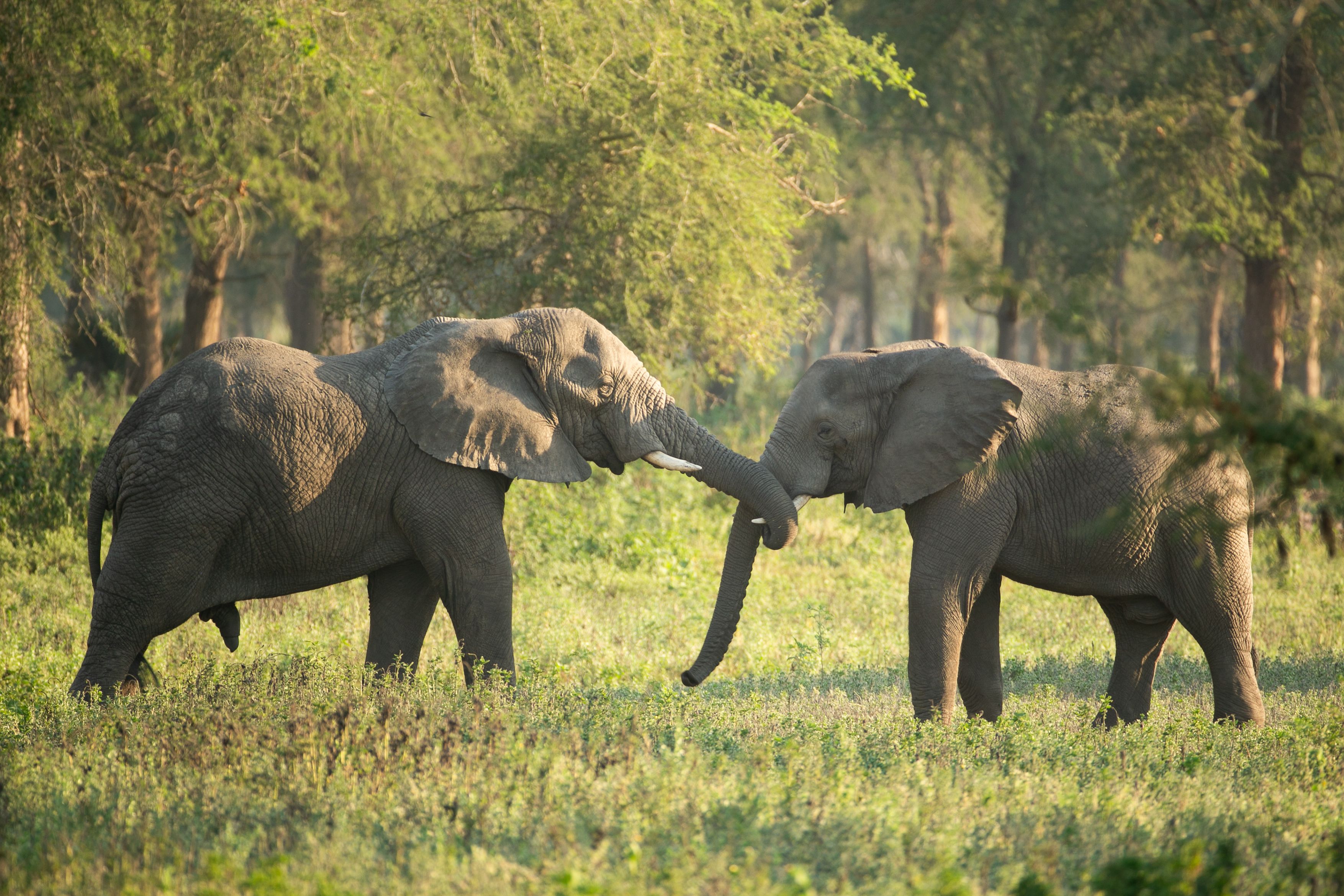 Two elephants with intertwined trunks in a grassy savanna.