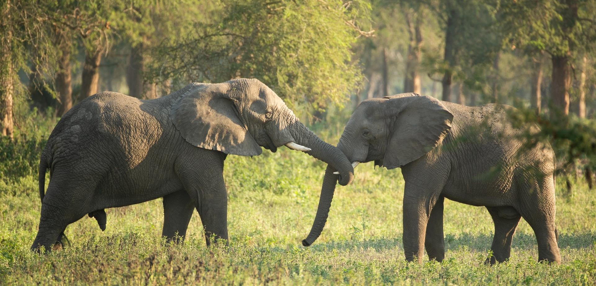 Two elephants with intertwined trunks in a grassy savanna.