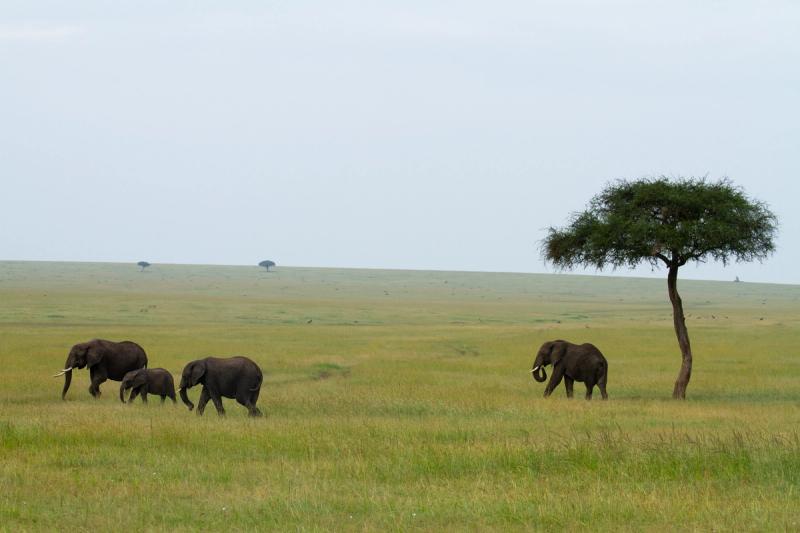 An elephant family and a lone elephant walk across a vast grassy savanna with an acacia tree.