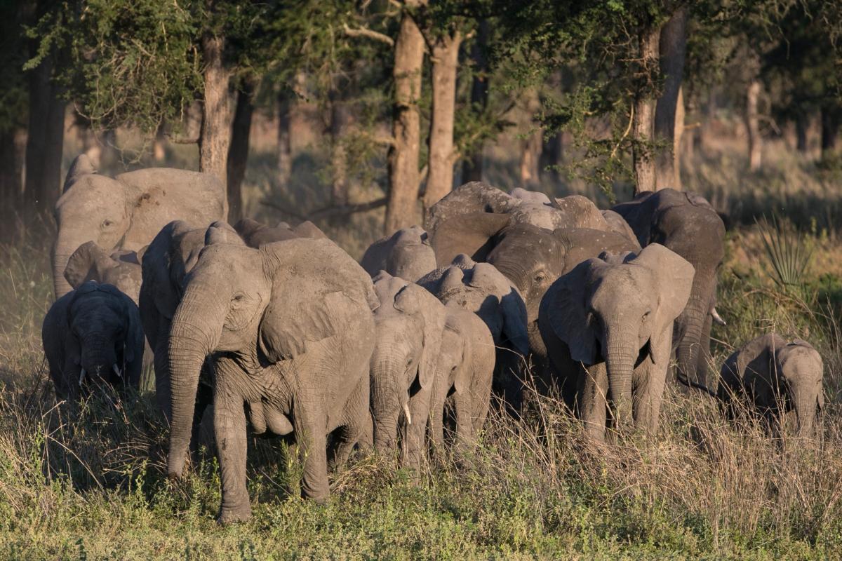 A large herd of elephants, including calves, walks through tall grass with trees in the background.