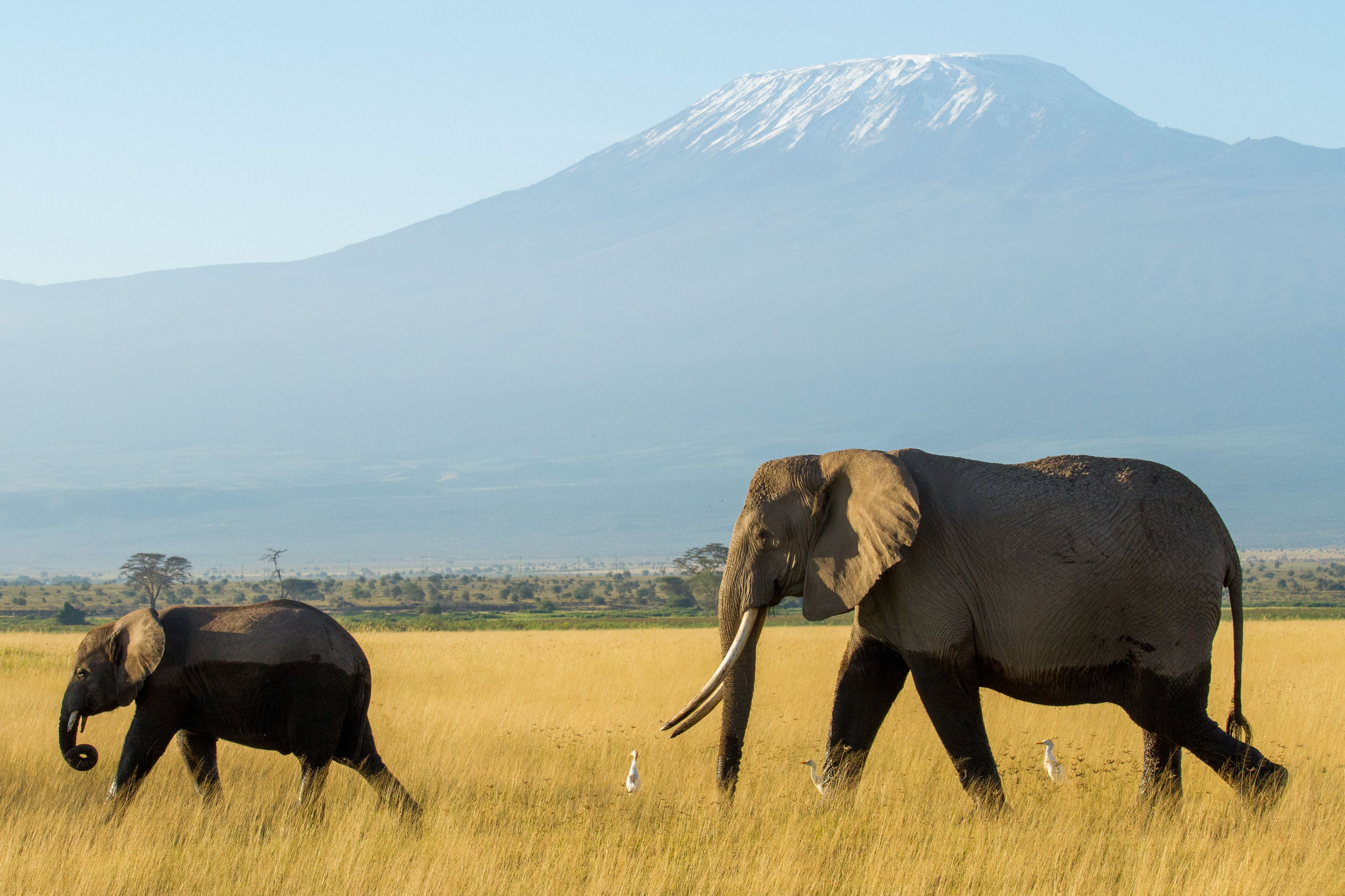 A family of elephants, including adults and calves, walks across a savanna with snow-capped kilimanjaro in the background.
