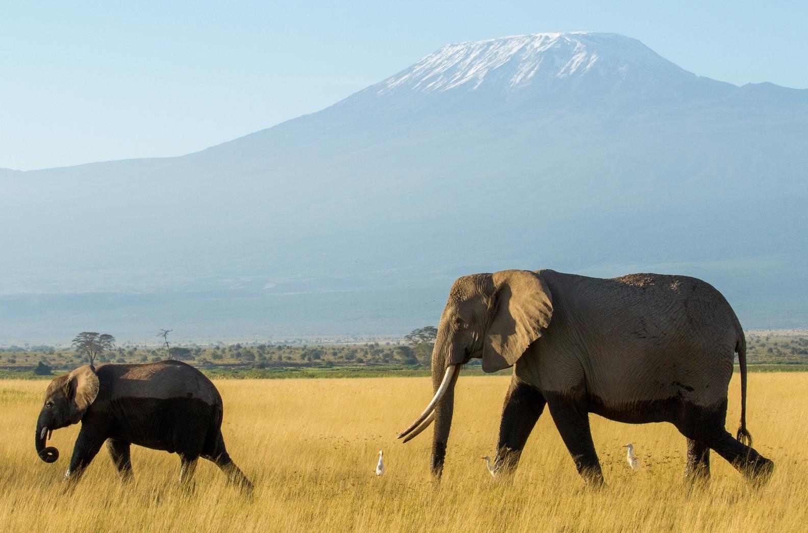Adult and juvenile elephants walk through golden grass with snow-capped Mount Kilimanjaro in the background.
