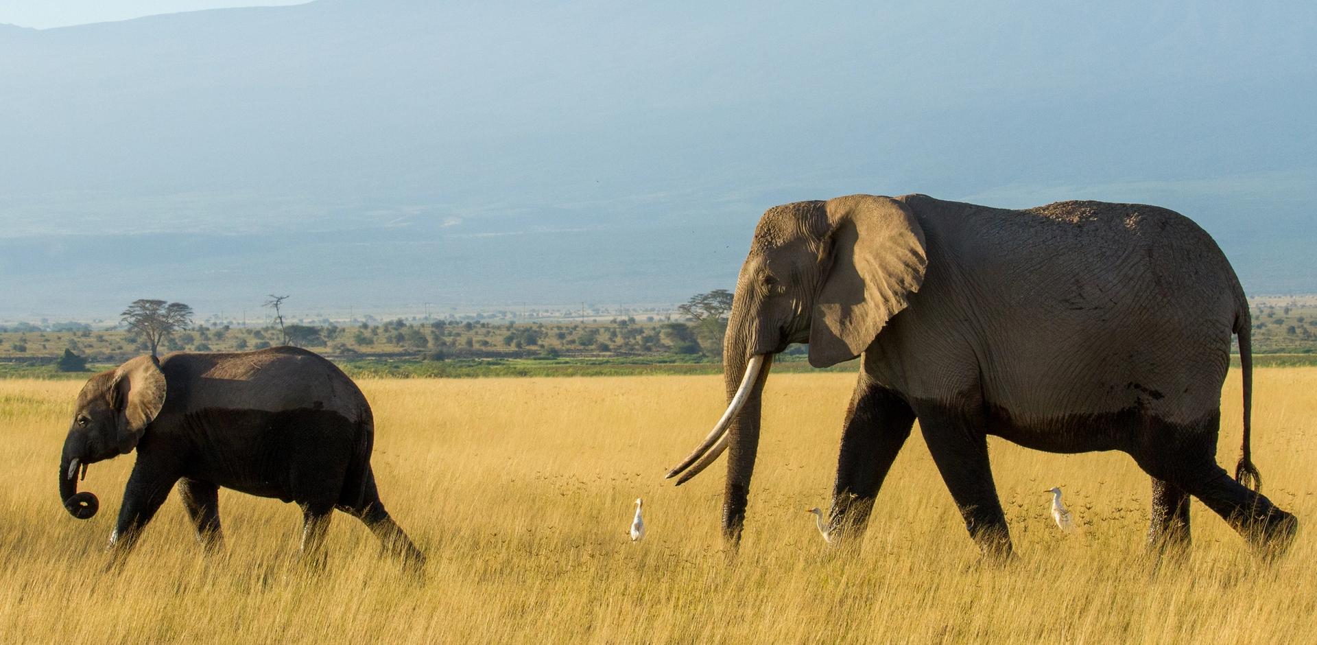 A family of elephants, including adults and calves, walks across a savanna with snow-capped kilimanjaro in the background.