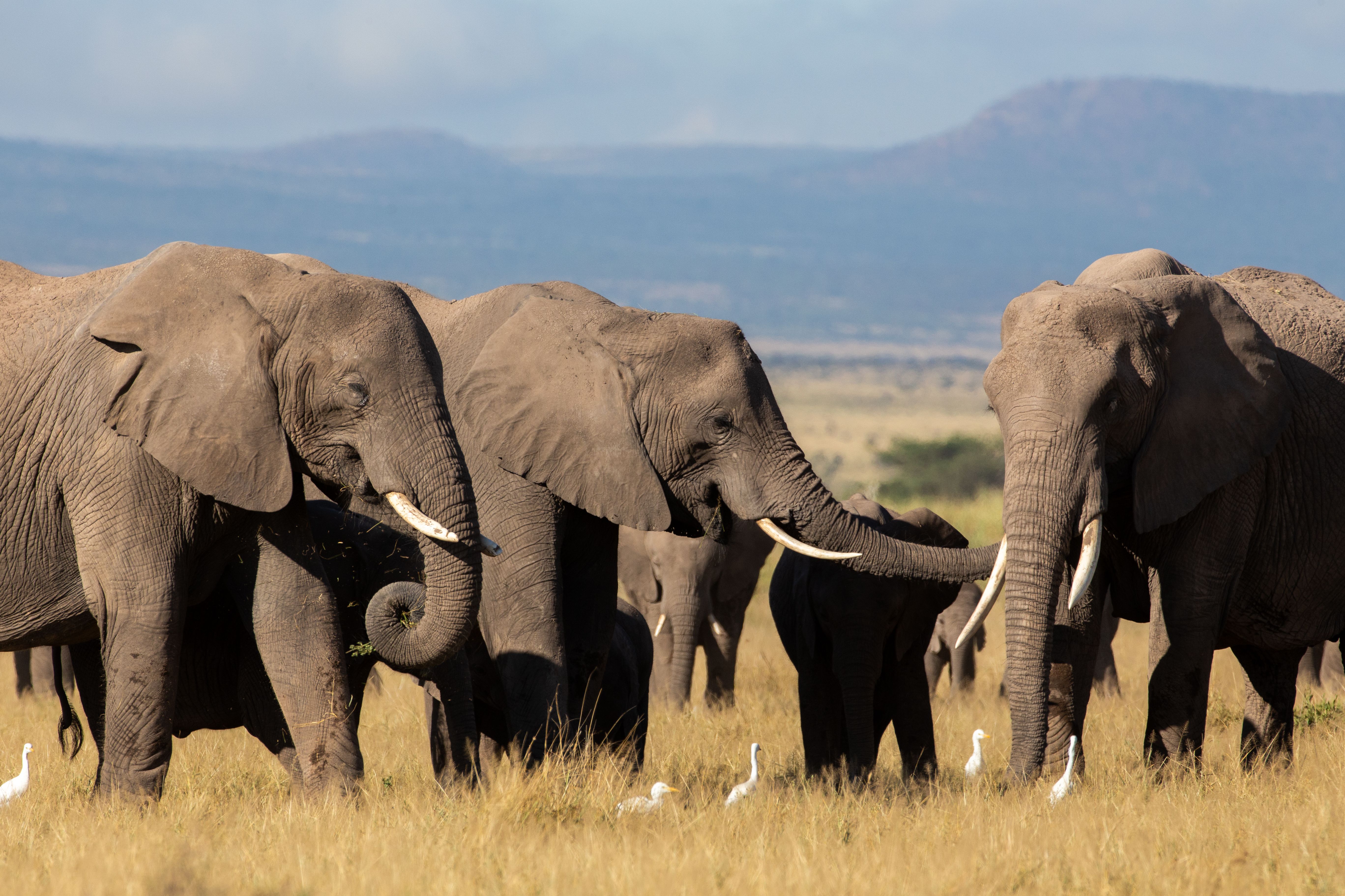 A herd of elephants standing in tall golden grass, with one elephant gently touching another's face with its trunk.