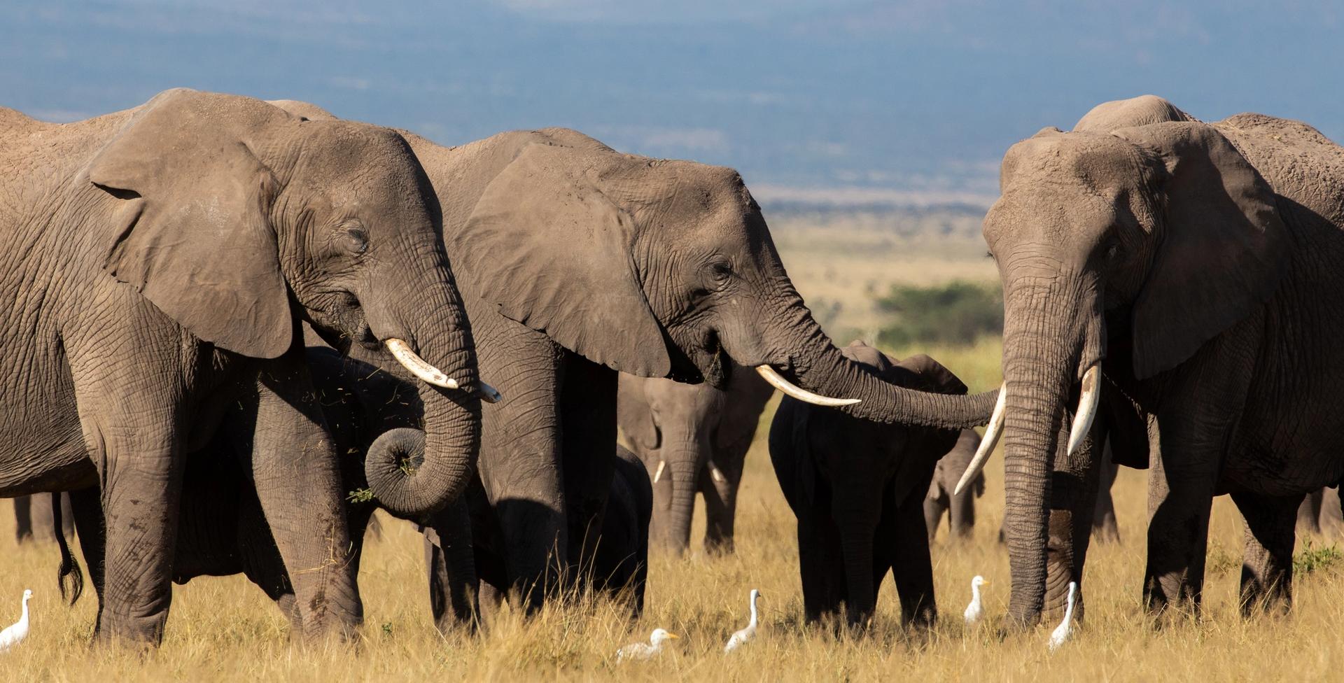 A herd of elephants standing in tall golden grass, with one elephant gently touching another's face with its trunk.
