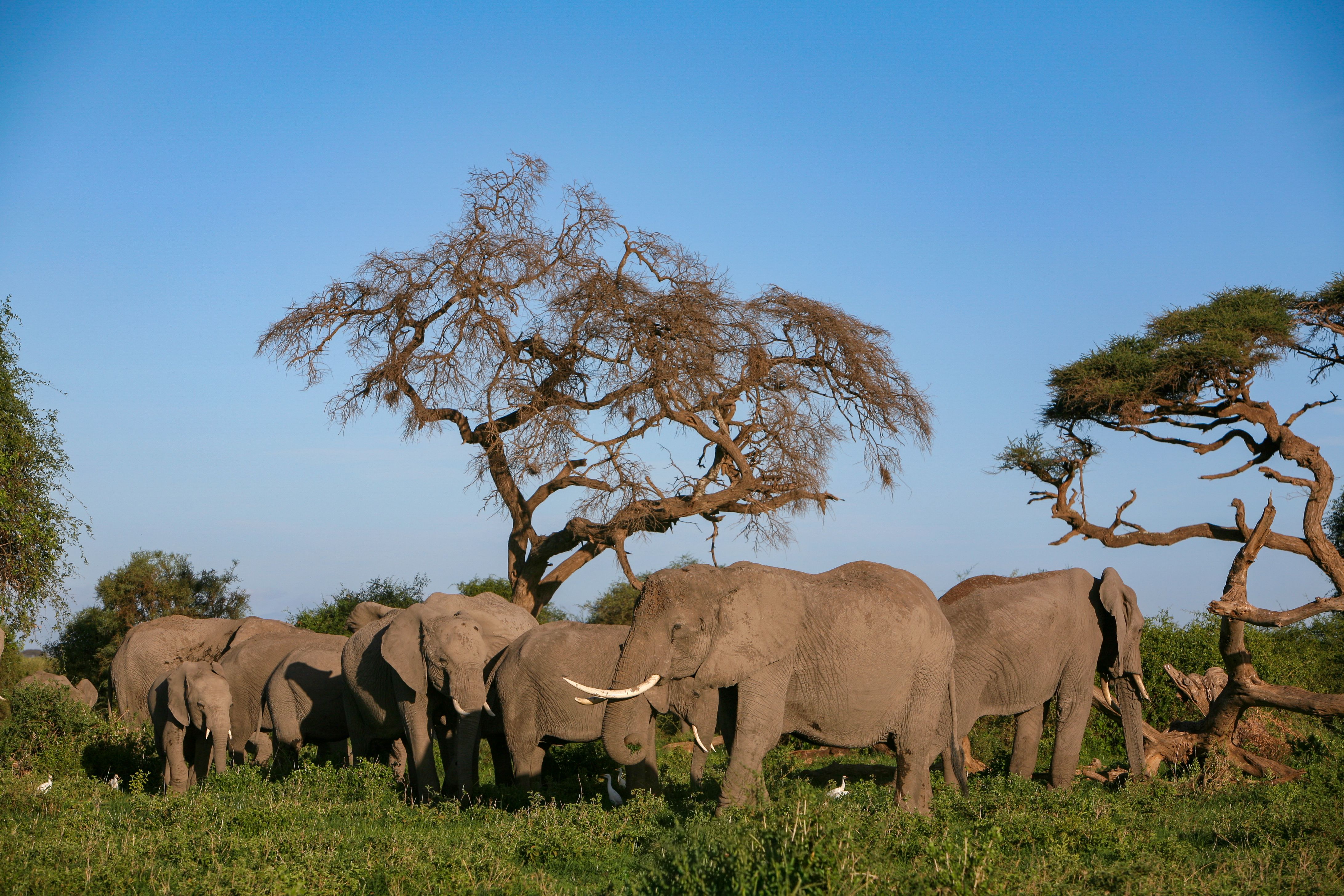 Elephants in Amboseli graze in the Acacia tortilis woodlands