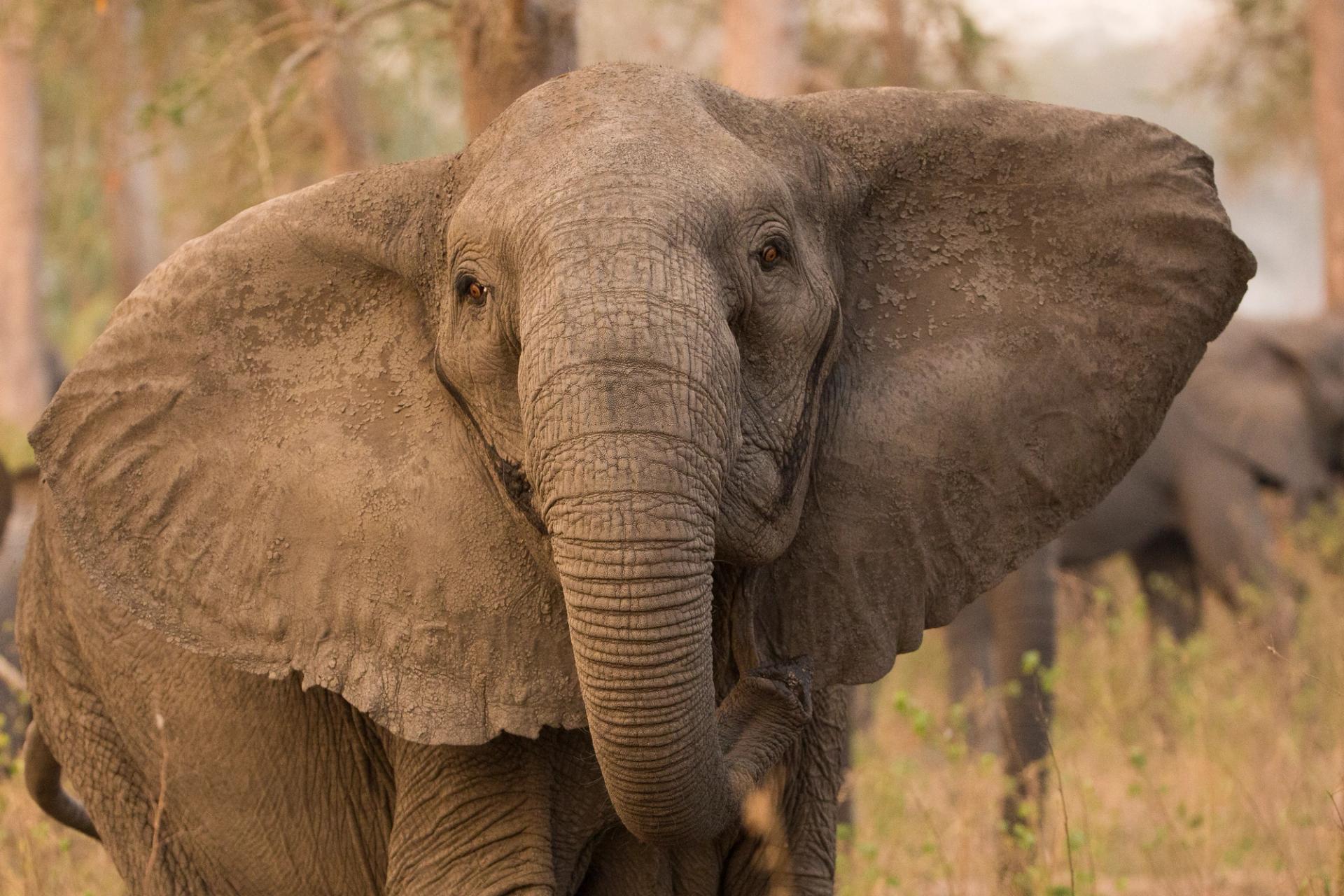 An elephant matriarch with wide, spread ears looks directly at the camera.