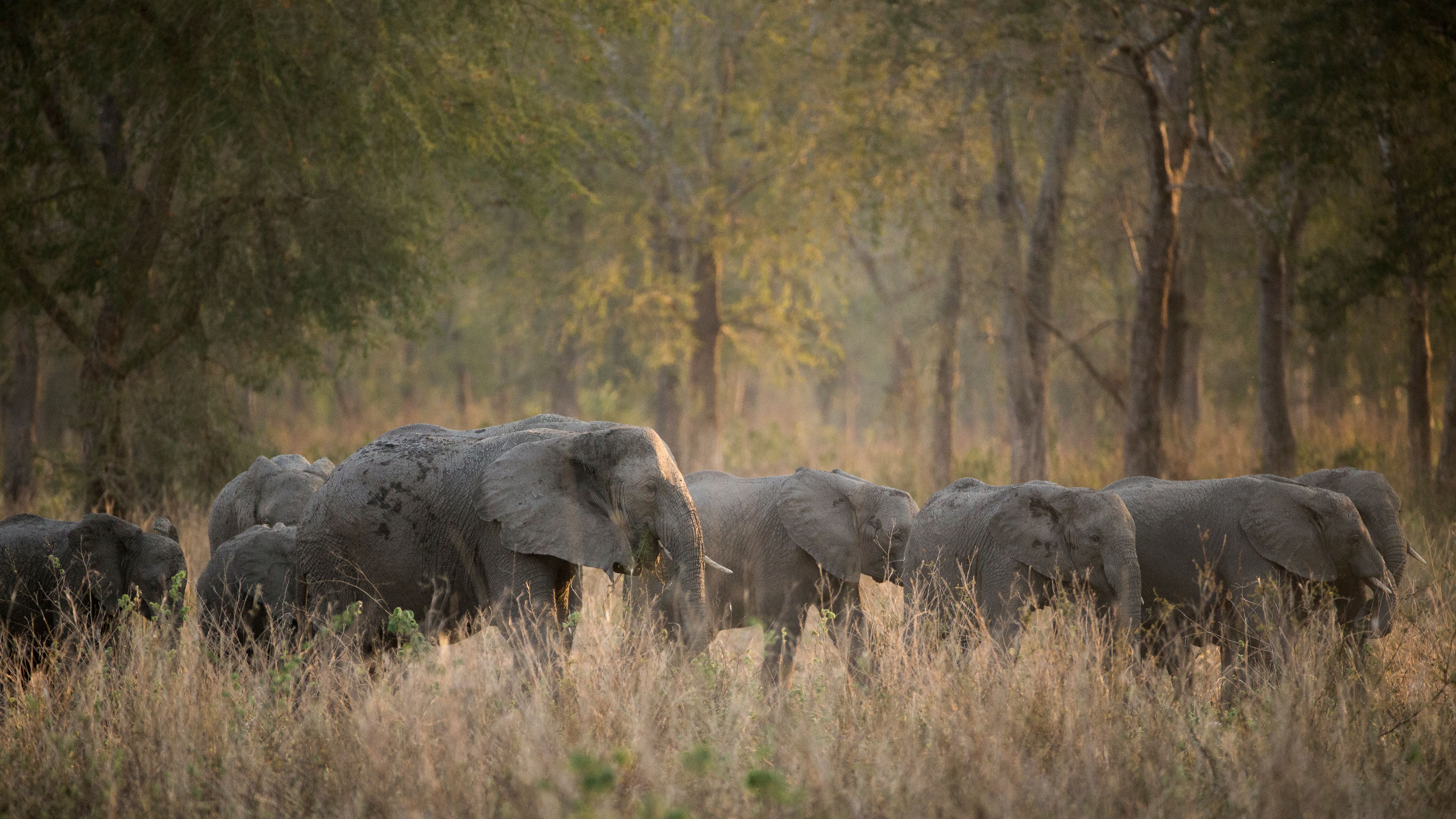 A herd of elephants, including calves, walks through tall golden grass with a forest in the background.