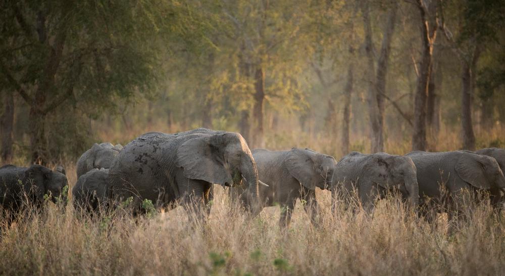 A herd of elephants, including calves, walks through tall golden grass with a forest in the background.