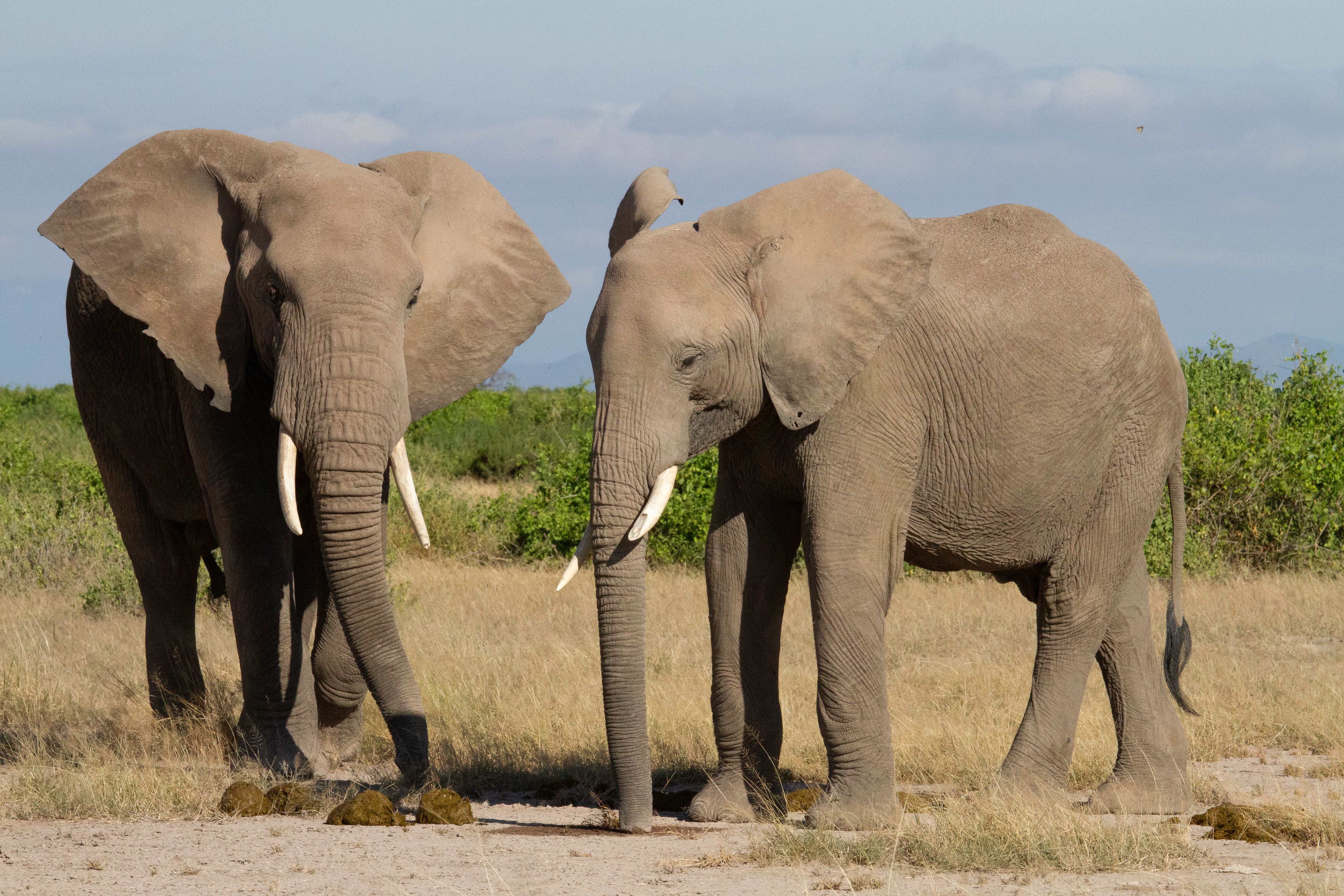 Two elephants with tusks stand in a dry savanna landscape.