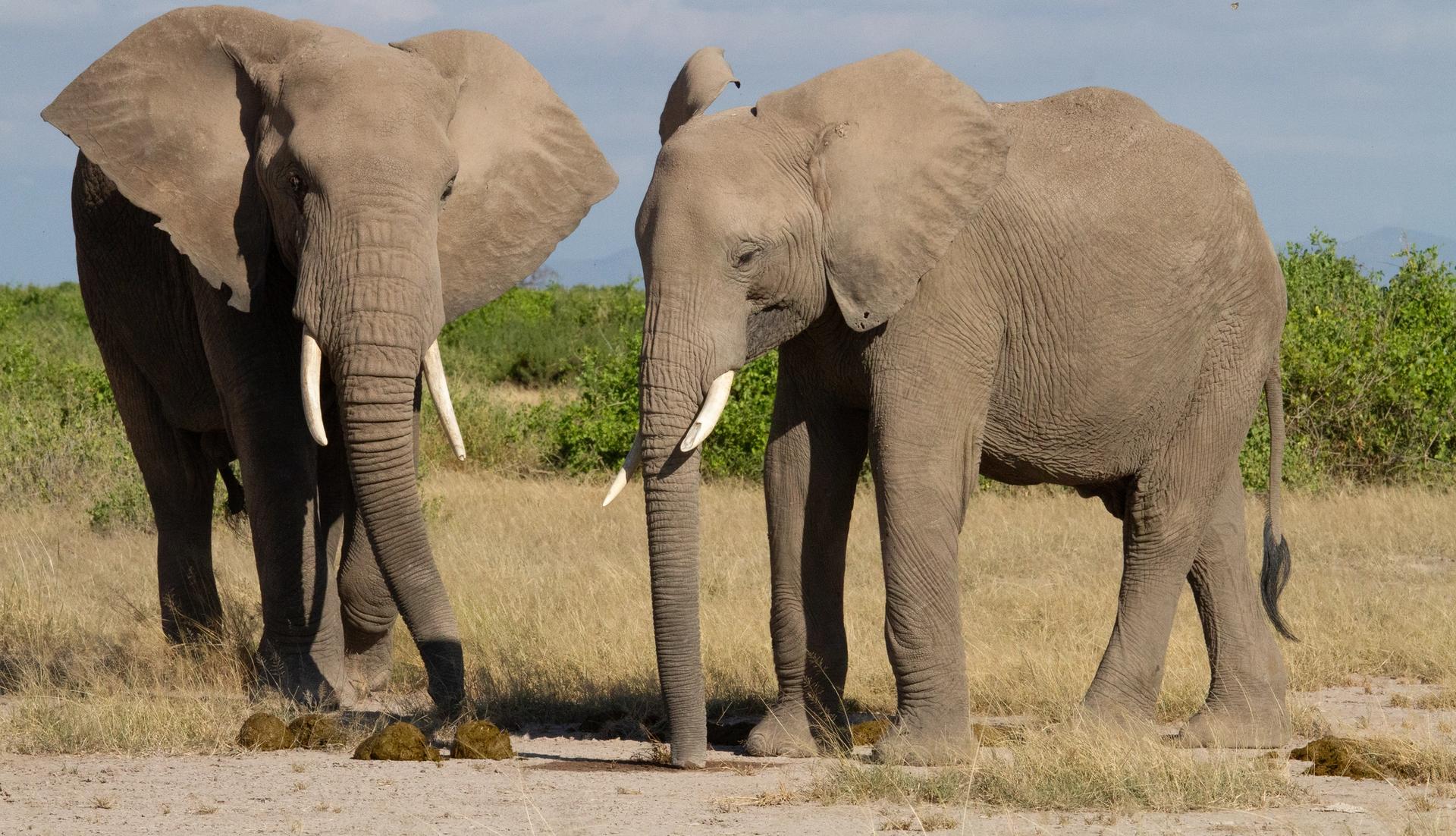 Two elephants with tusks stand in a dry, grassy field.