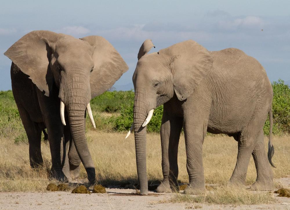 Two elephants with tusks stand in a dry savanna landscape.