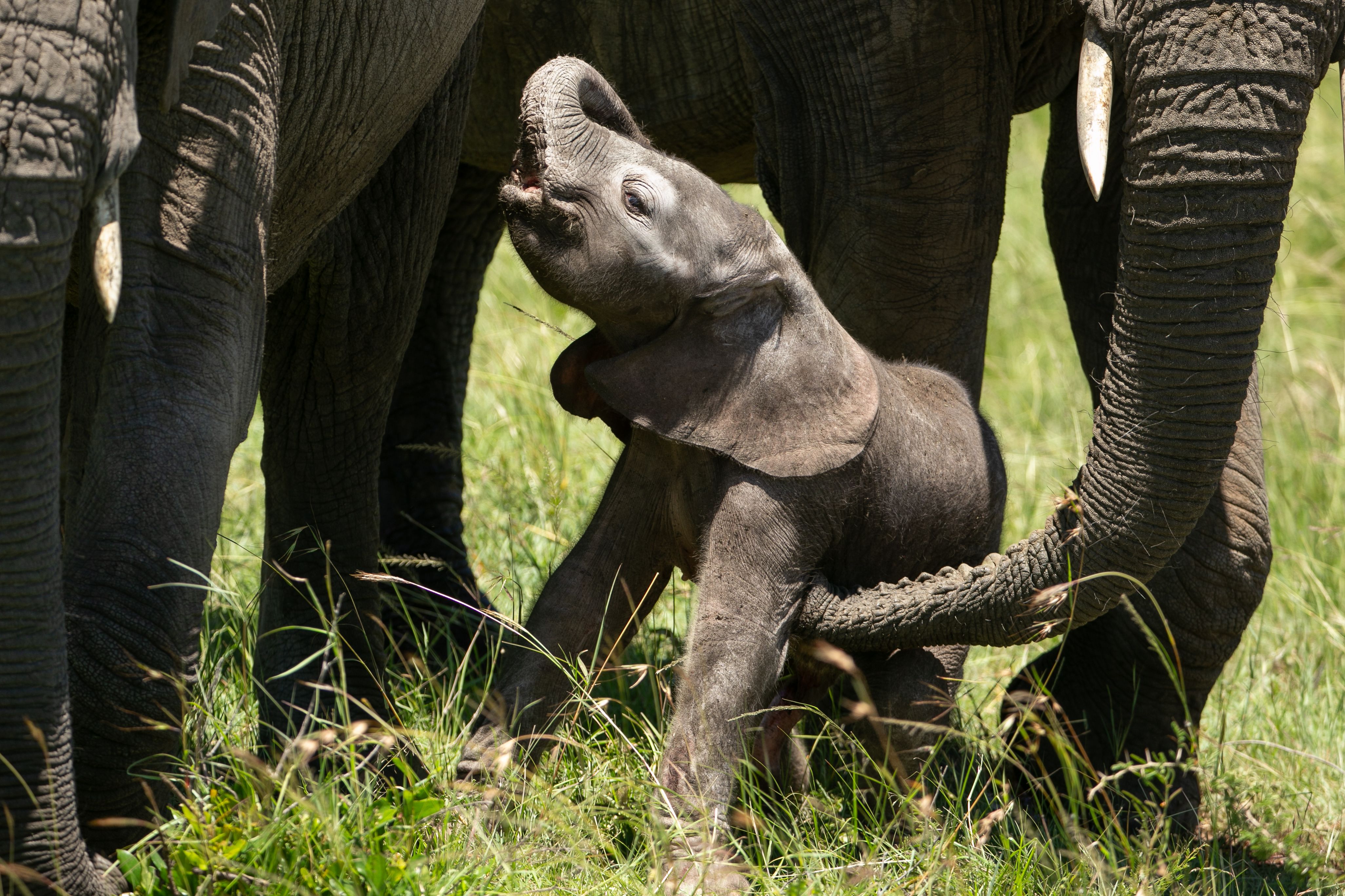 In the Maasai Mara two juvenile female elephants learn mothering skills looking after a newborn