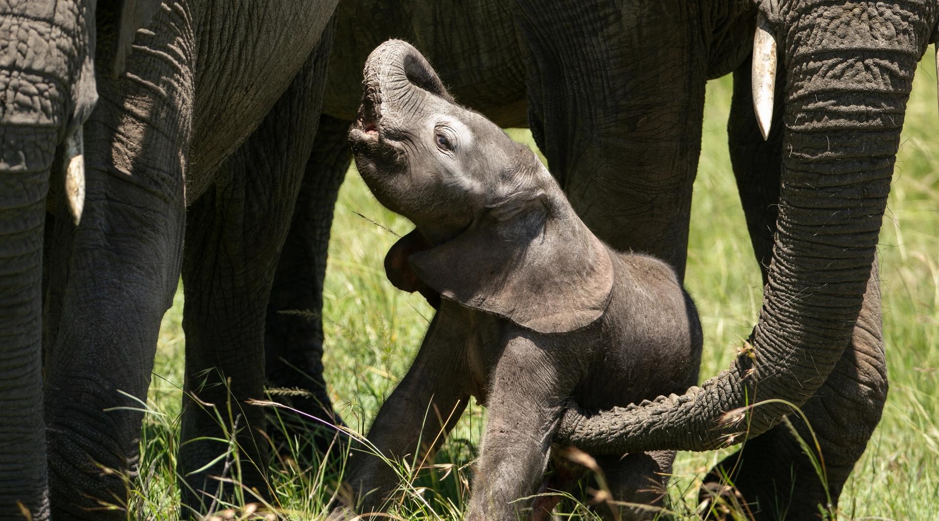 In the Maasai Mara two juvenile female elephants learn mothering skills looking after a newborn