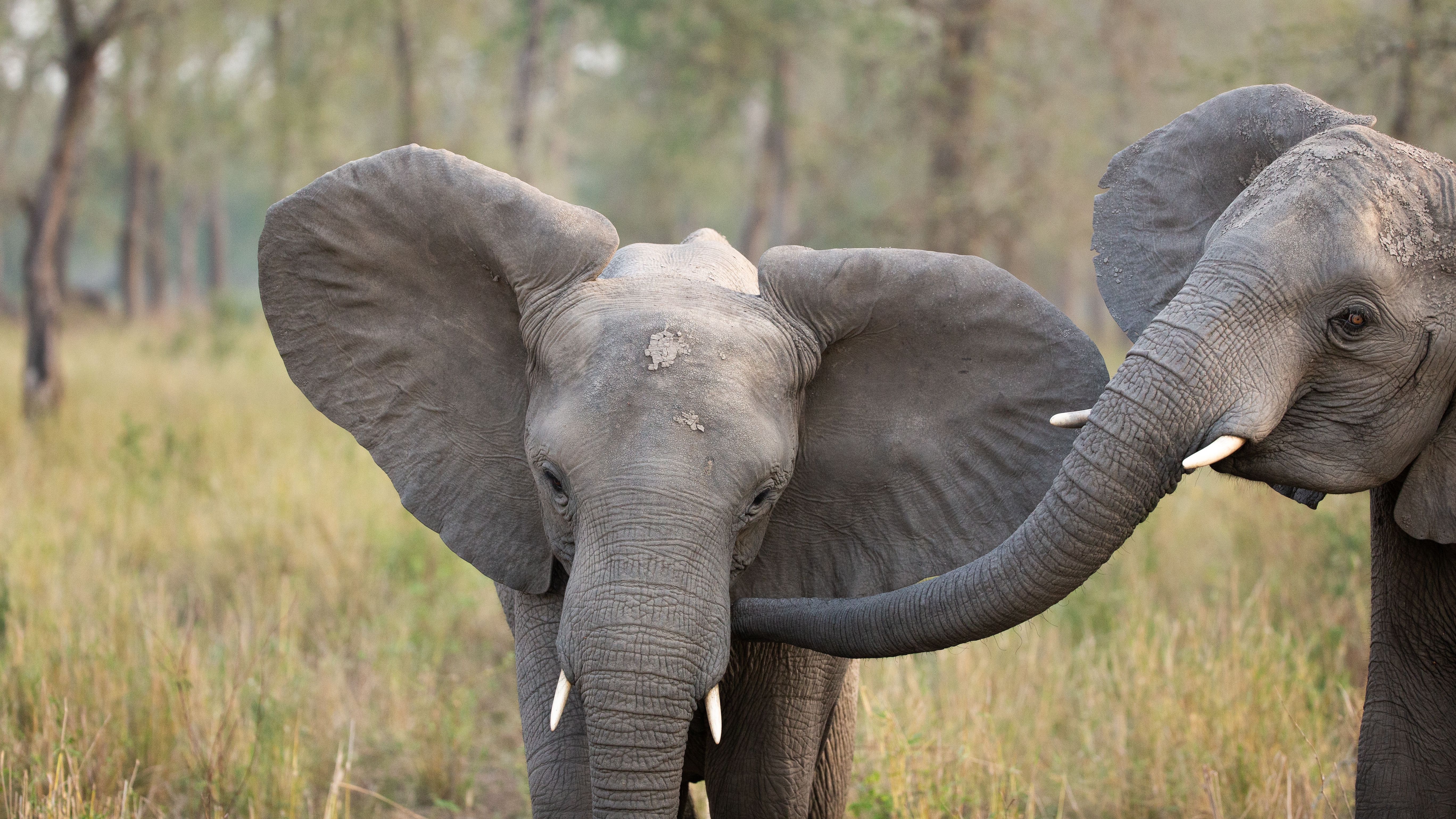 Two elephants, one touching the other with its trunk.