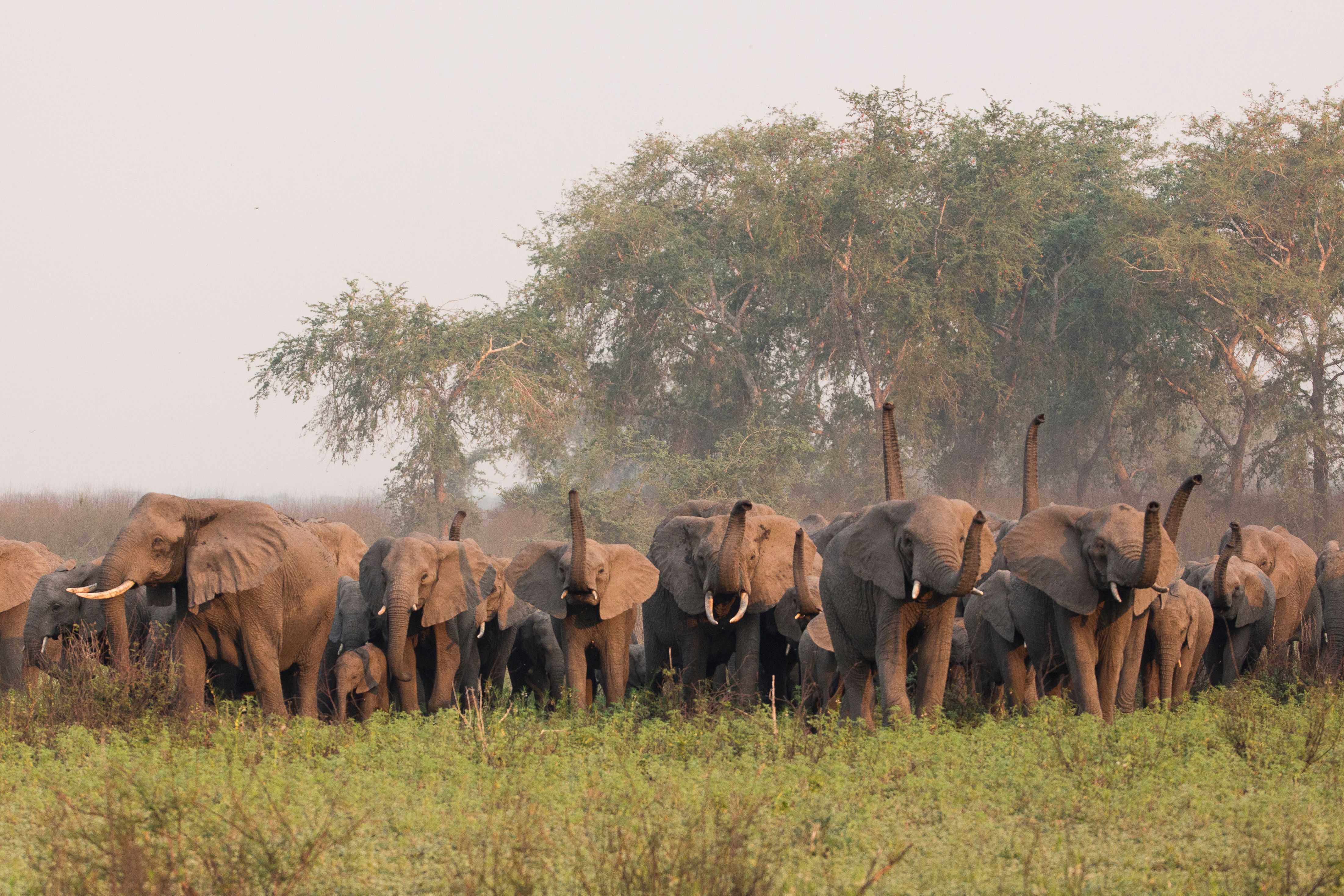 A large herd of elephants, including calves, walks through tall grass with some trunks raised.