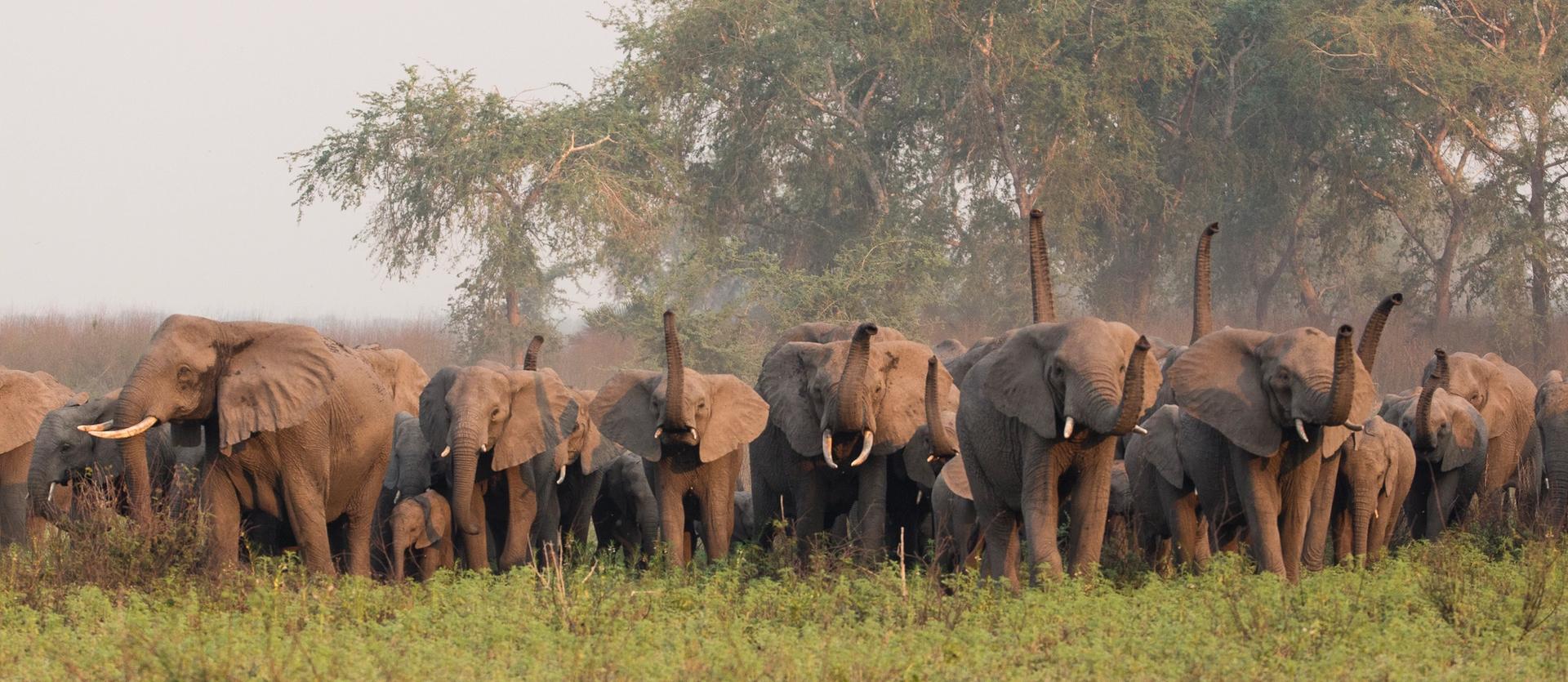 A large herd of elephants, including calves, walks through tall grass with some trunks raised.