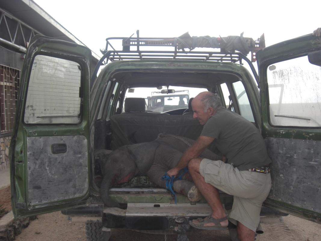 A man pulls a baby elephant, with its legs secured by a blue rope, into the back of a green SUV.