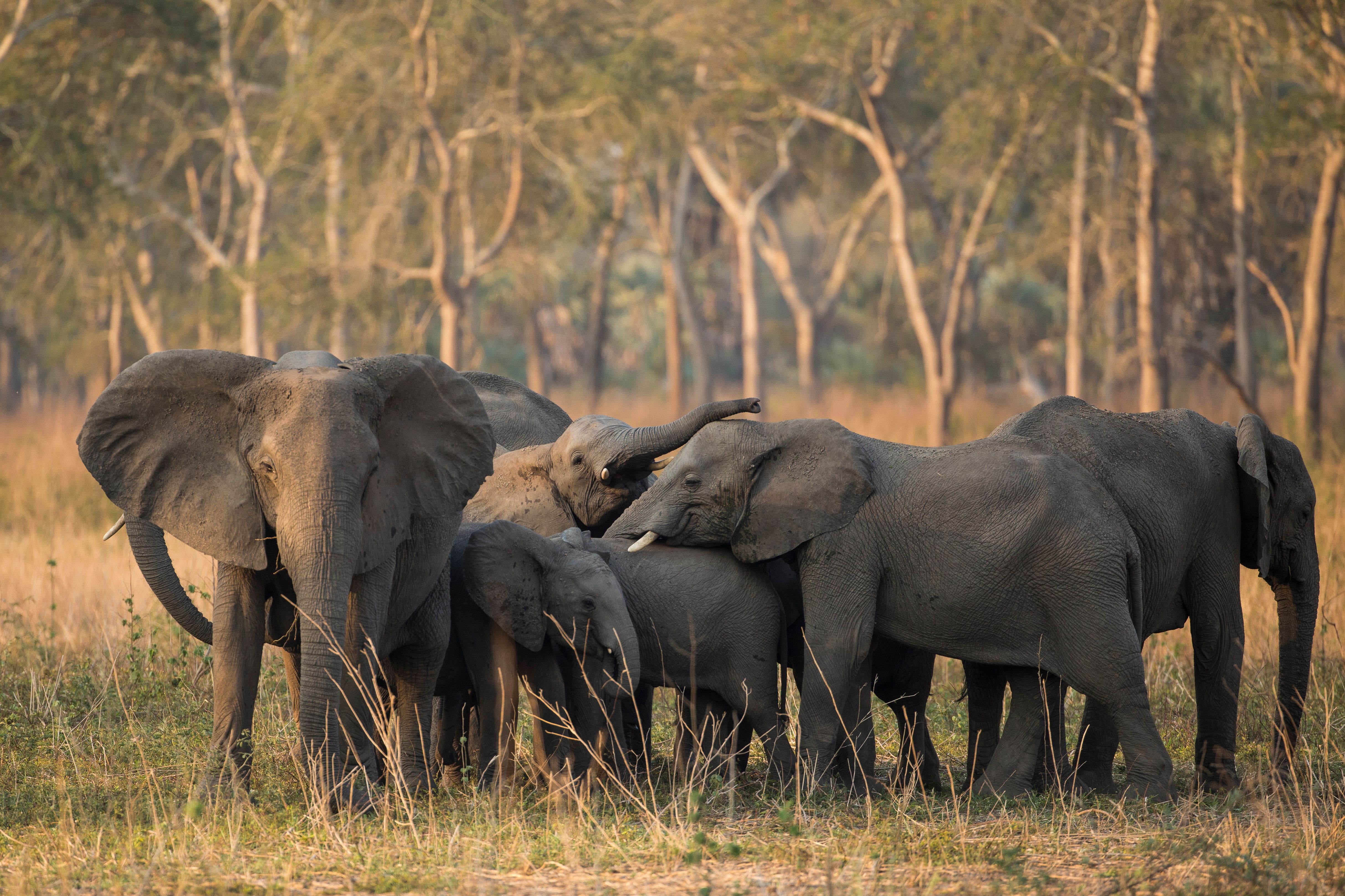 A herd of elephants with their calves standing in a sunlit grassy field.