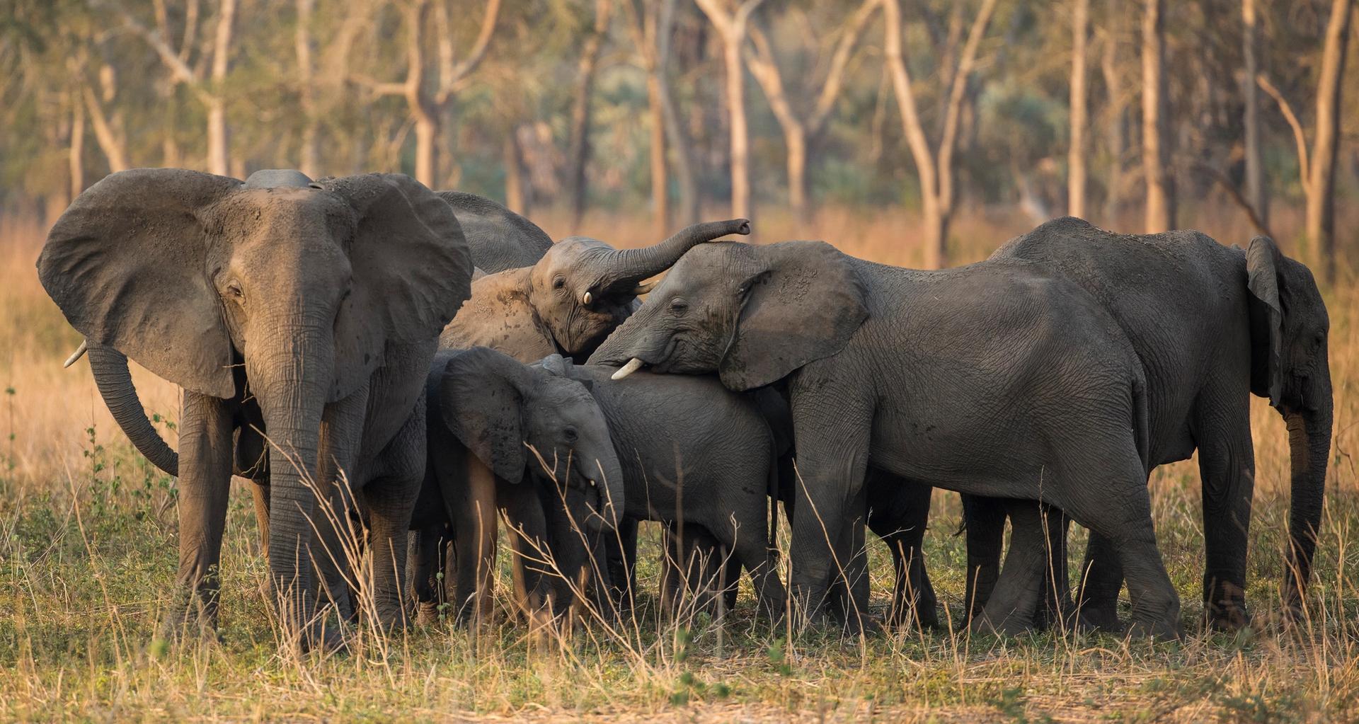 A herd of elephants with their calves standing in a sunlit grassy field.