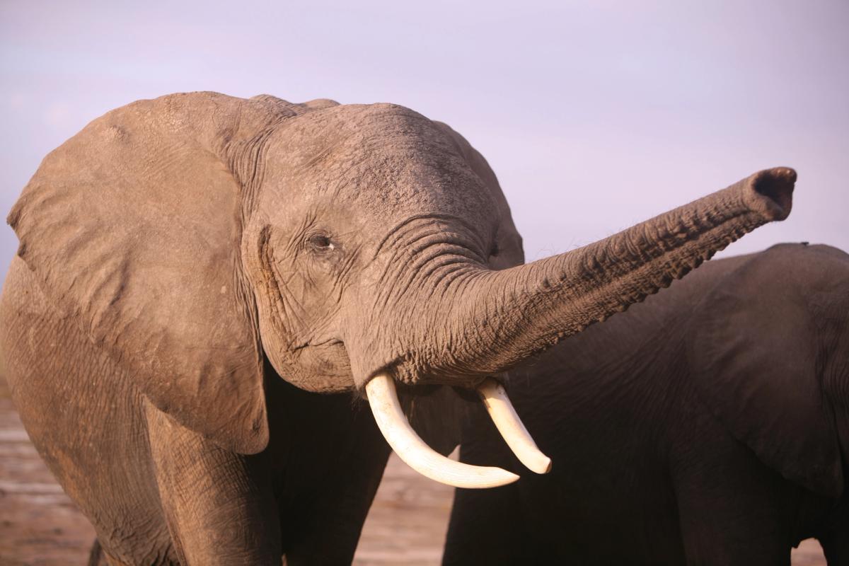 An elephant with tusks raises its trunk into the air.