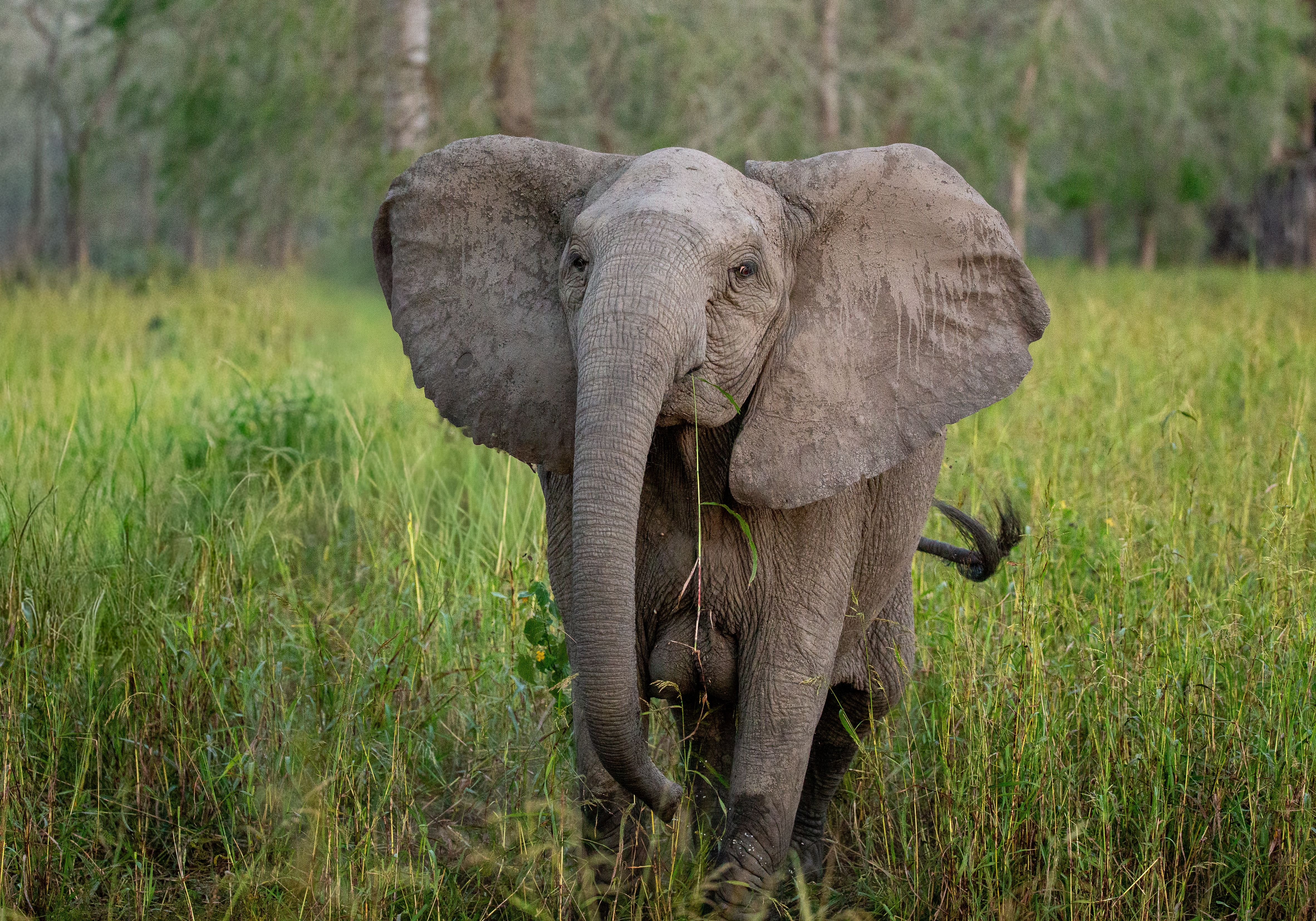 Selection for Tuskless Elephants
