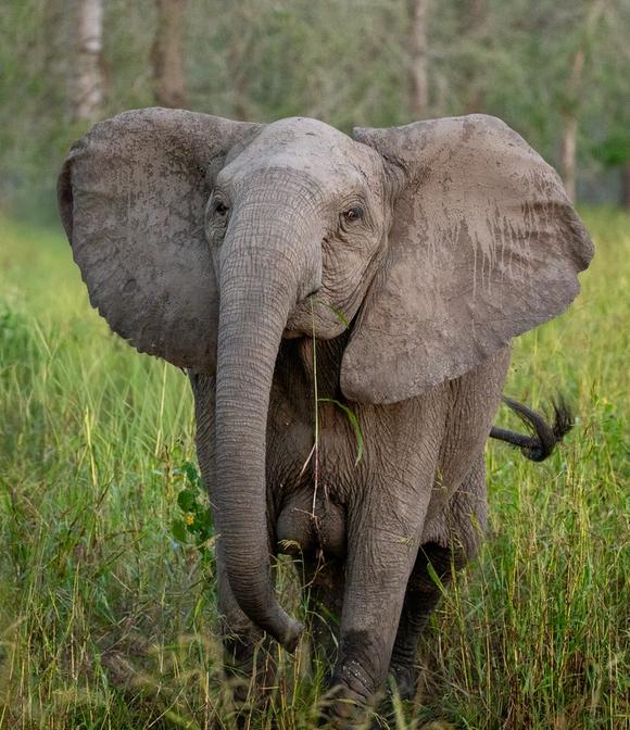 Selection for Tuskless Elephants
