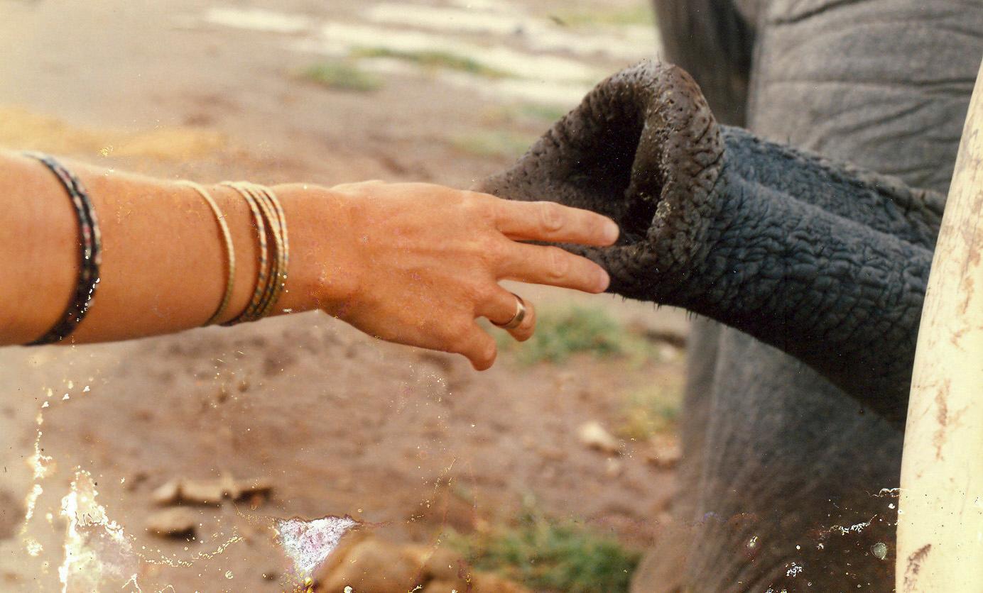 A human hand with bracelets reaches out to touch an elephant's trunk.