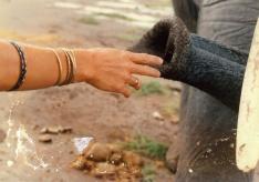 A human hand touches an elephant's trunk.