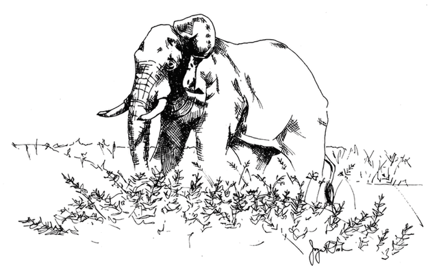Black and white line drawing of an elephant standing in tall grass.