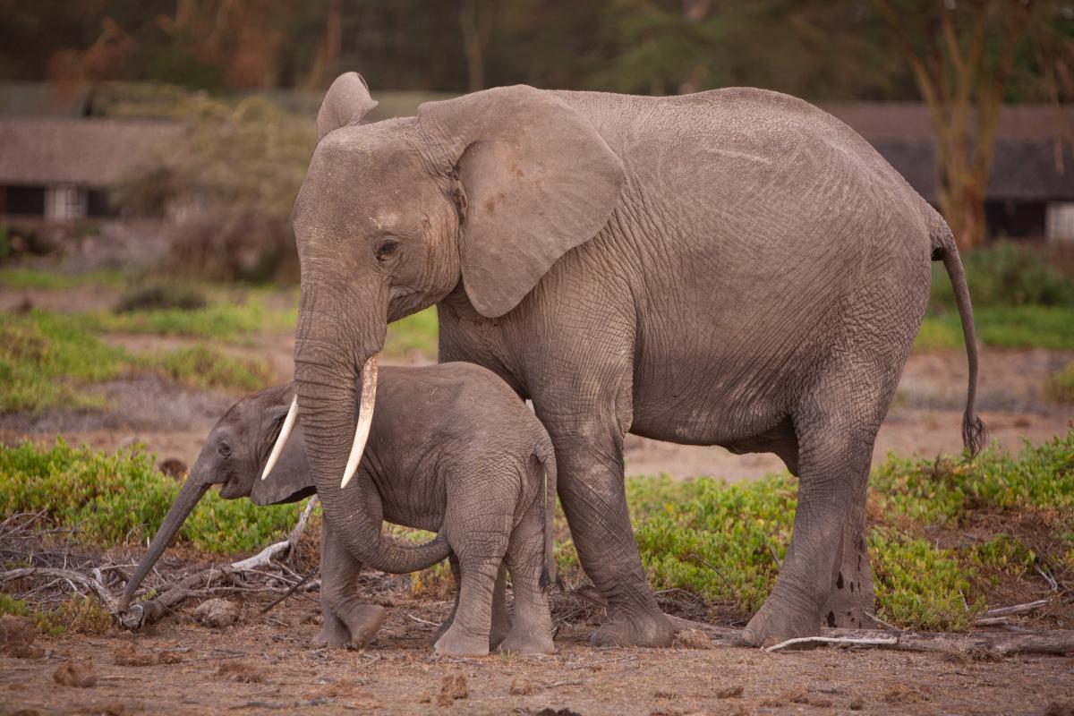 A juvenile female elephants cares for a young calf