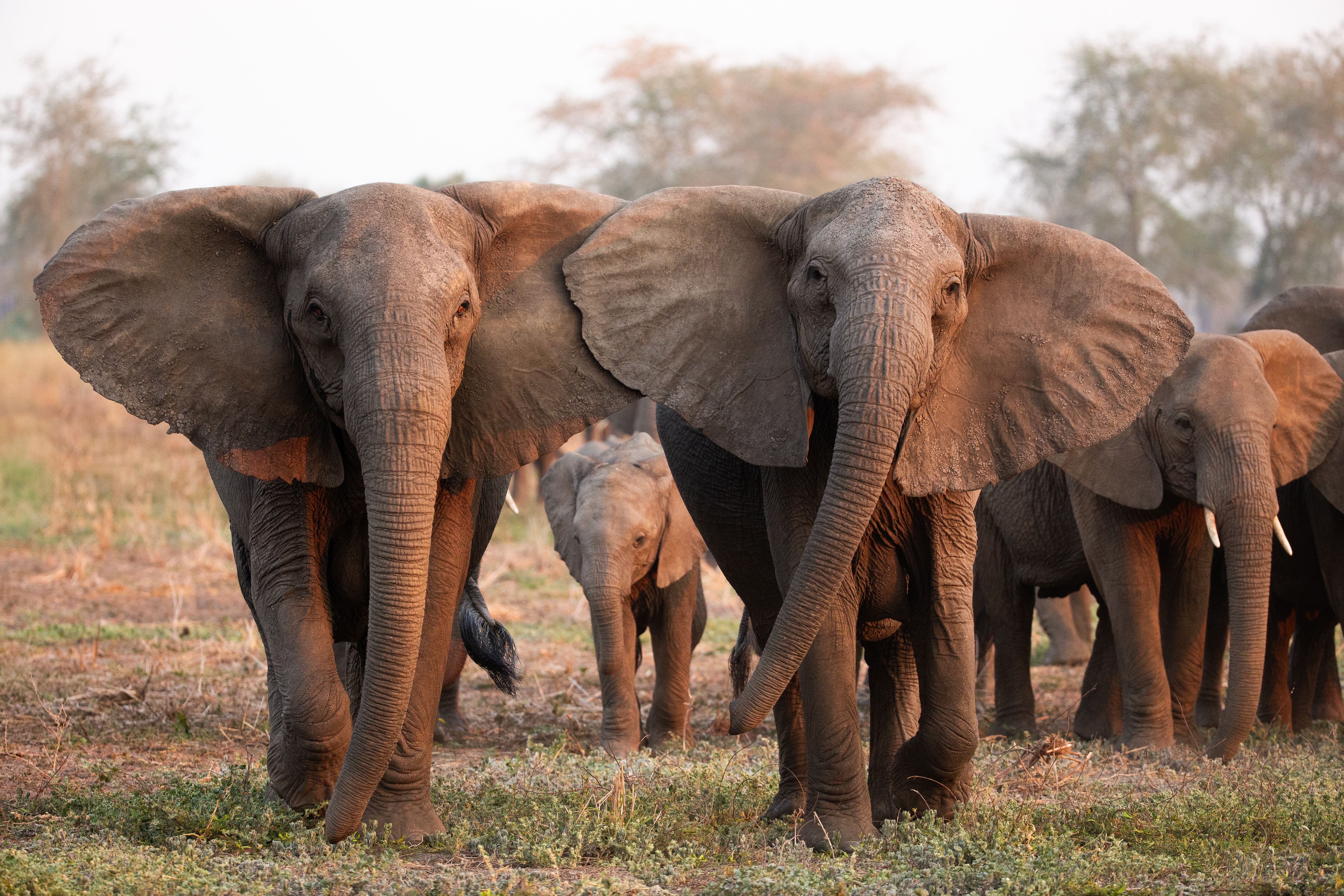 Two adult elephants and a baby elephant stand in a sunlit field.