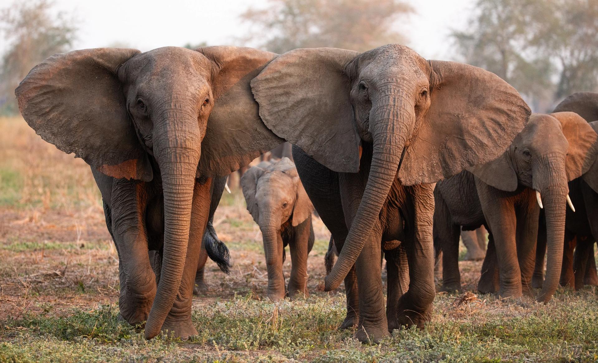 Two adult elephants and a baby elephant stand in a sunlit field.