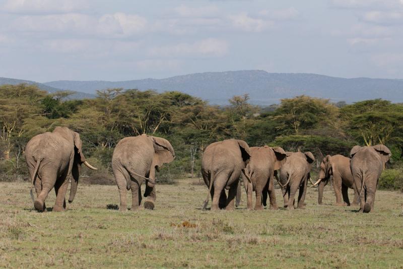 A group of male elephants walks away across a grassy savanna with trees and mountains in the background.